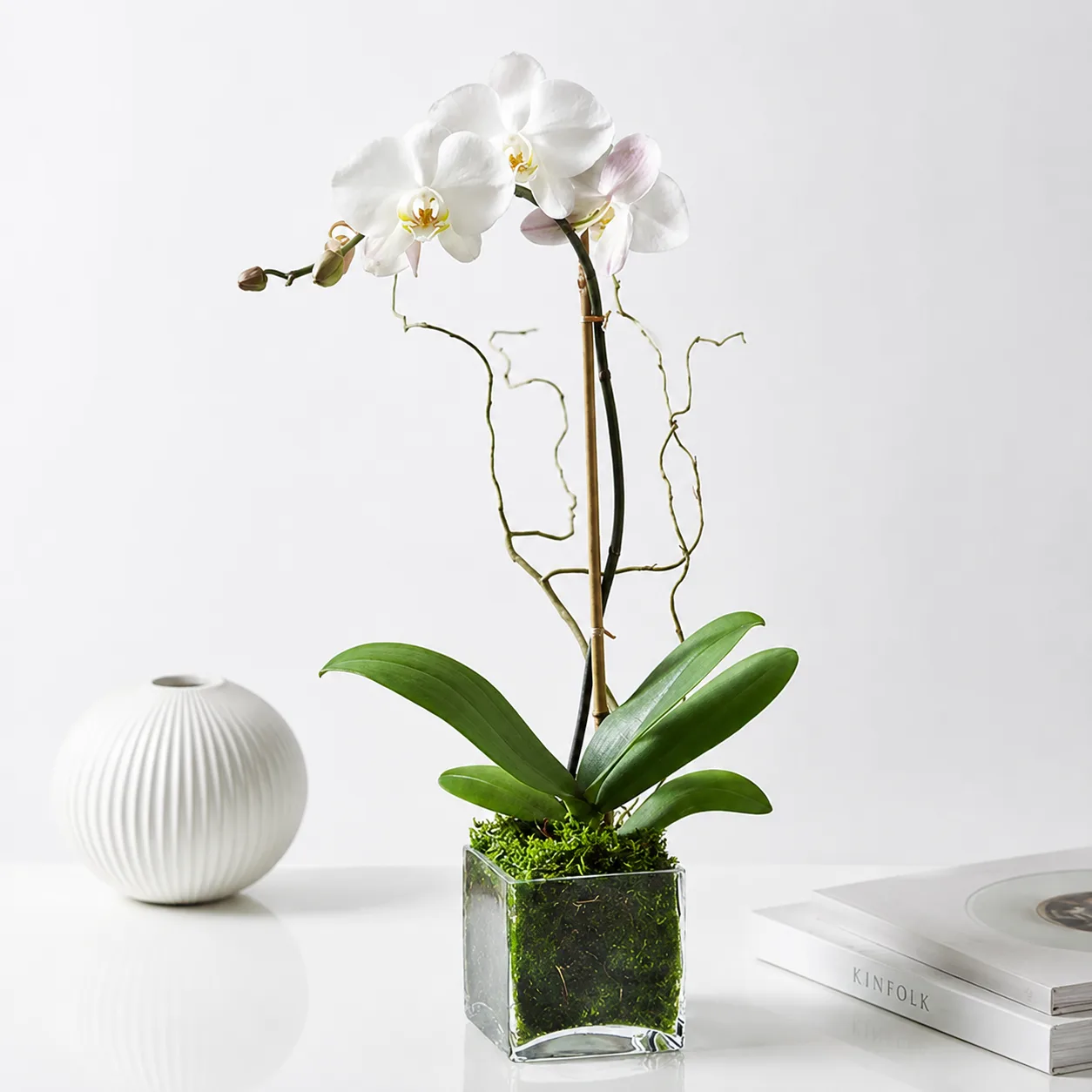 White Phalaenopsis orchid plant arranged in a clear glass vase