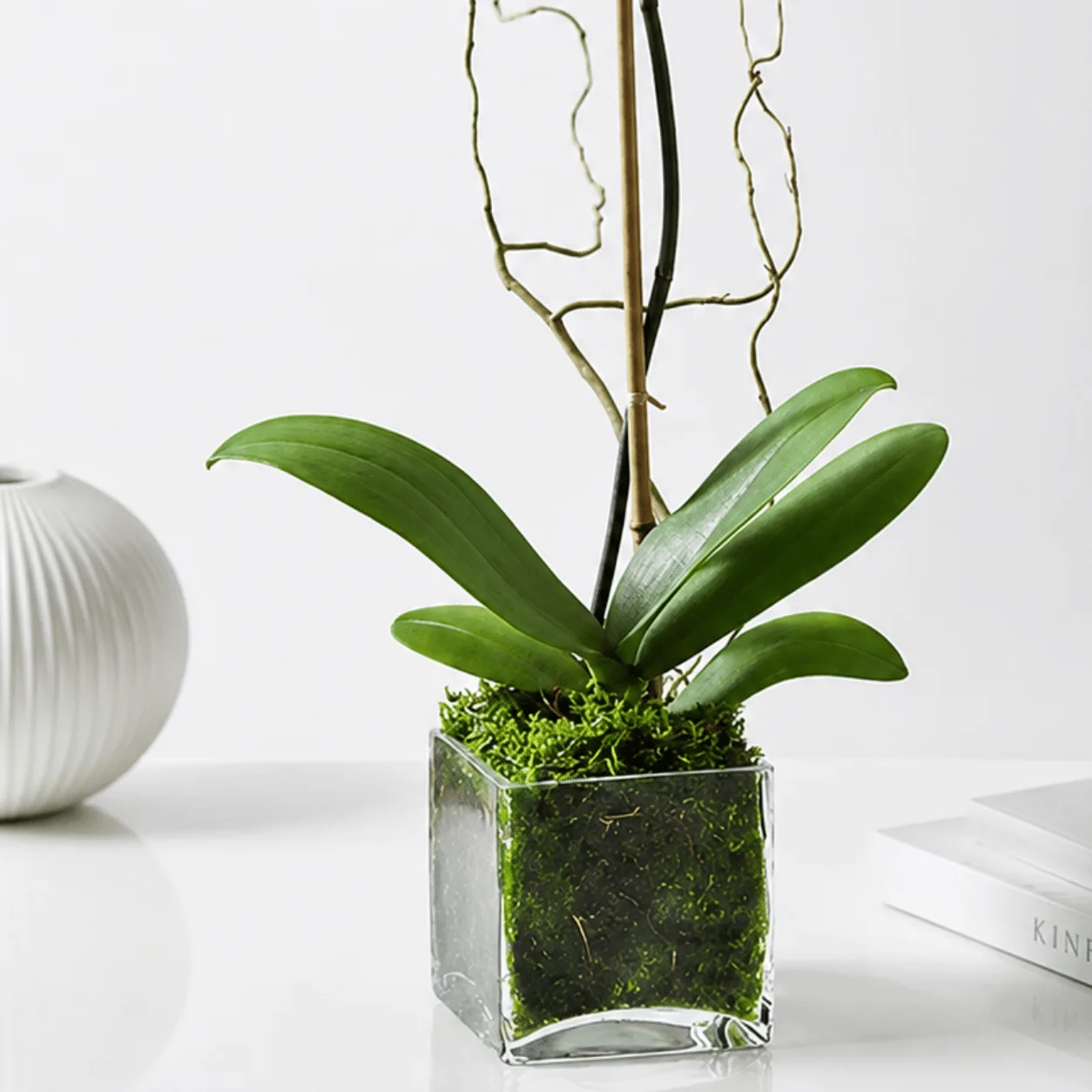 Elegant white orchid plant in a glass vase with decorative black pebbles