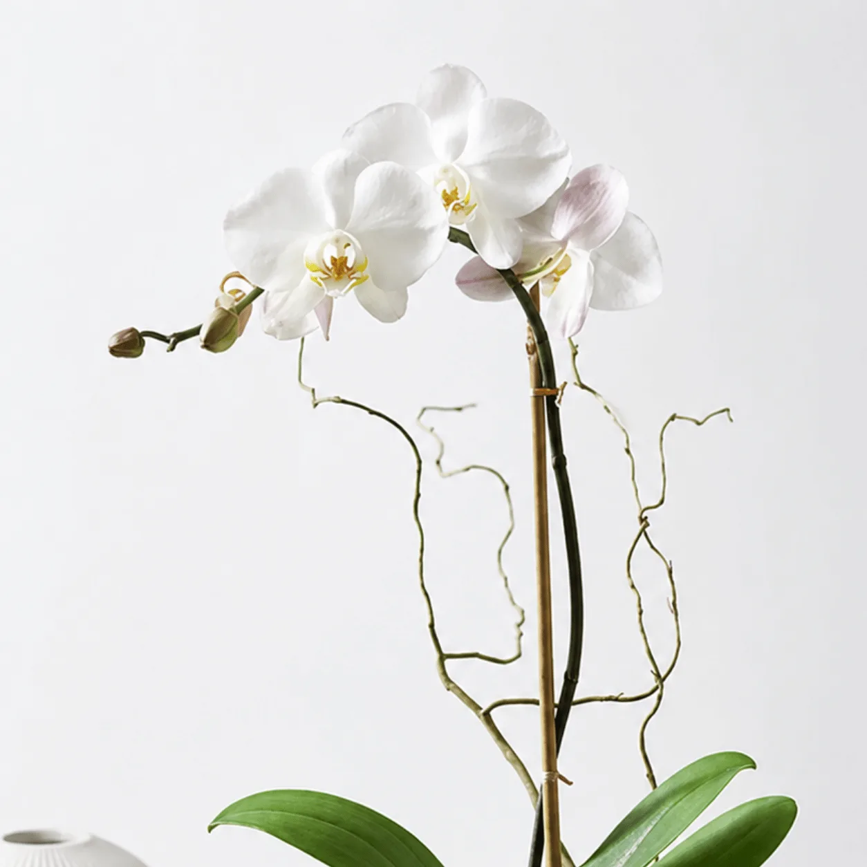 Premium white Phalaenopsis orchid in a transparent vase for home décor