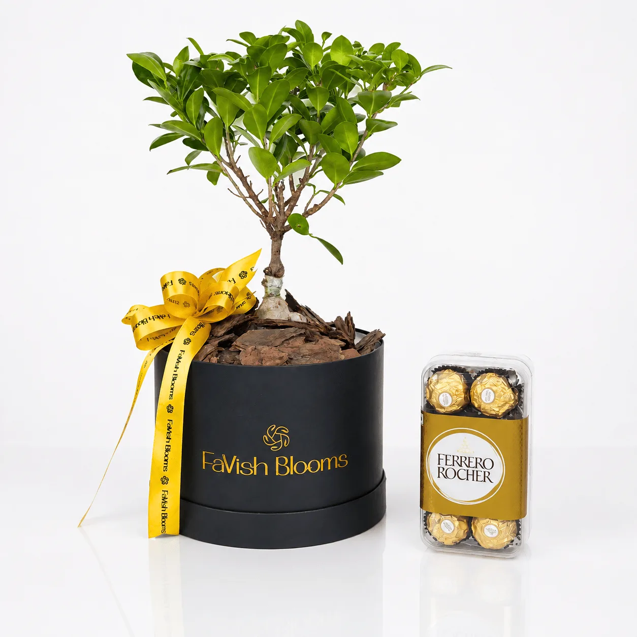 Ficus Ginseng bonsai plant with Ferrero Rocher chocolates in a premium gift set
