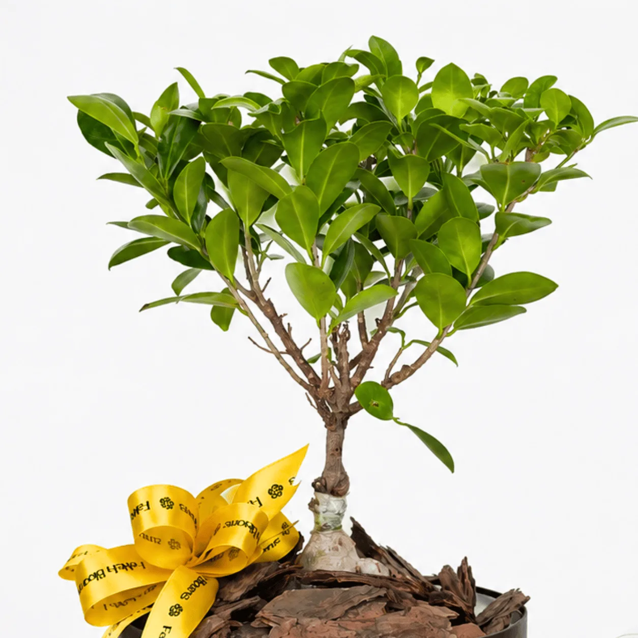 Elegant Ficus Ginseng bonsai and Ferrero Rocher chocolate gift arrangement