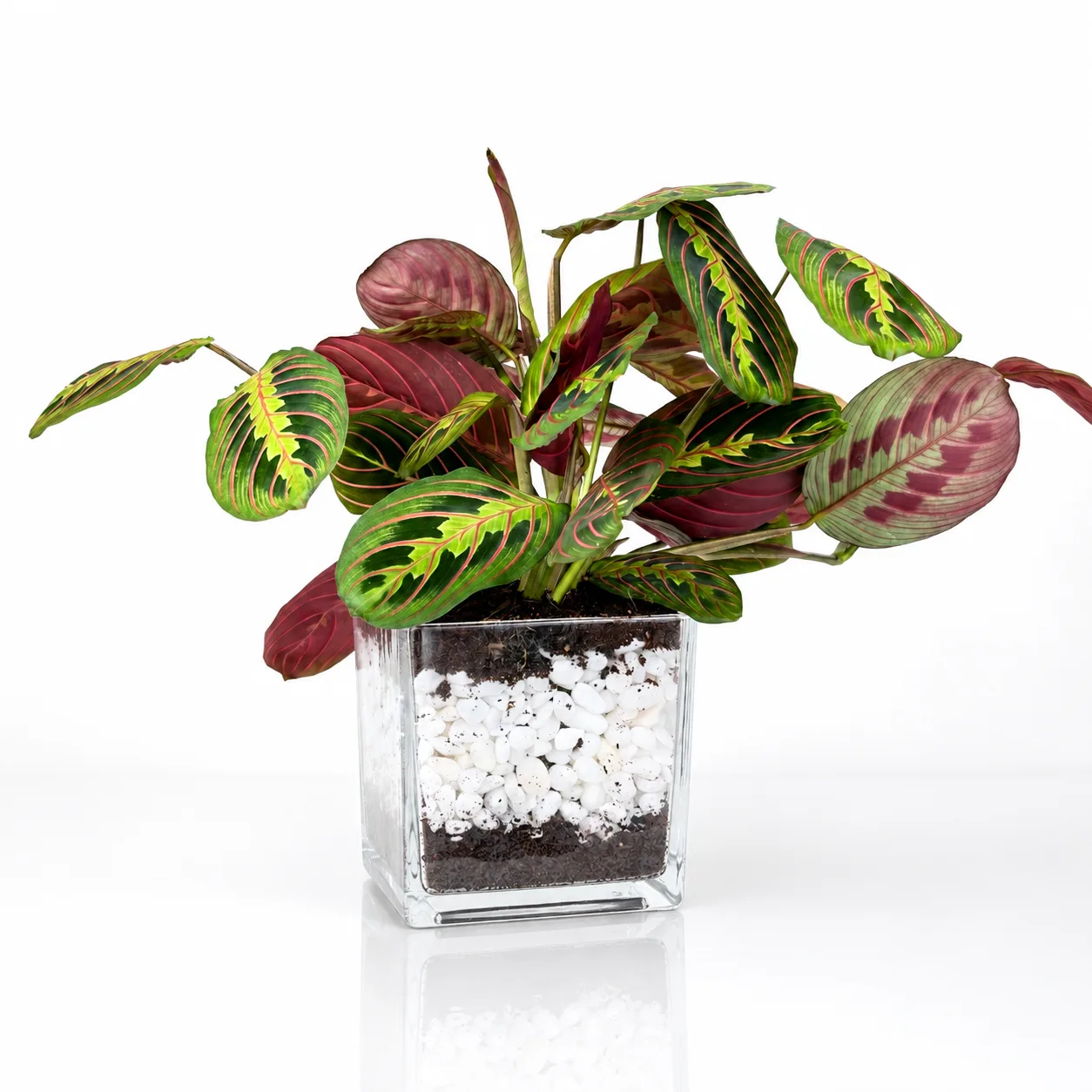 Red Prayer Plant in square glass vase with decorative pebbles
