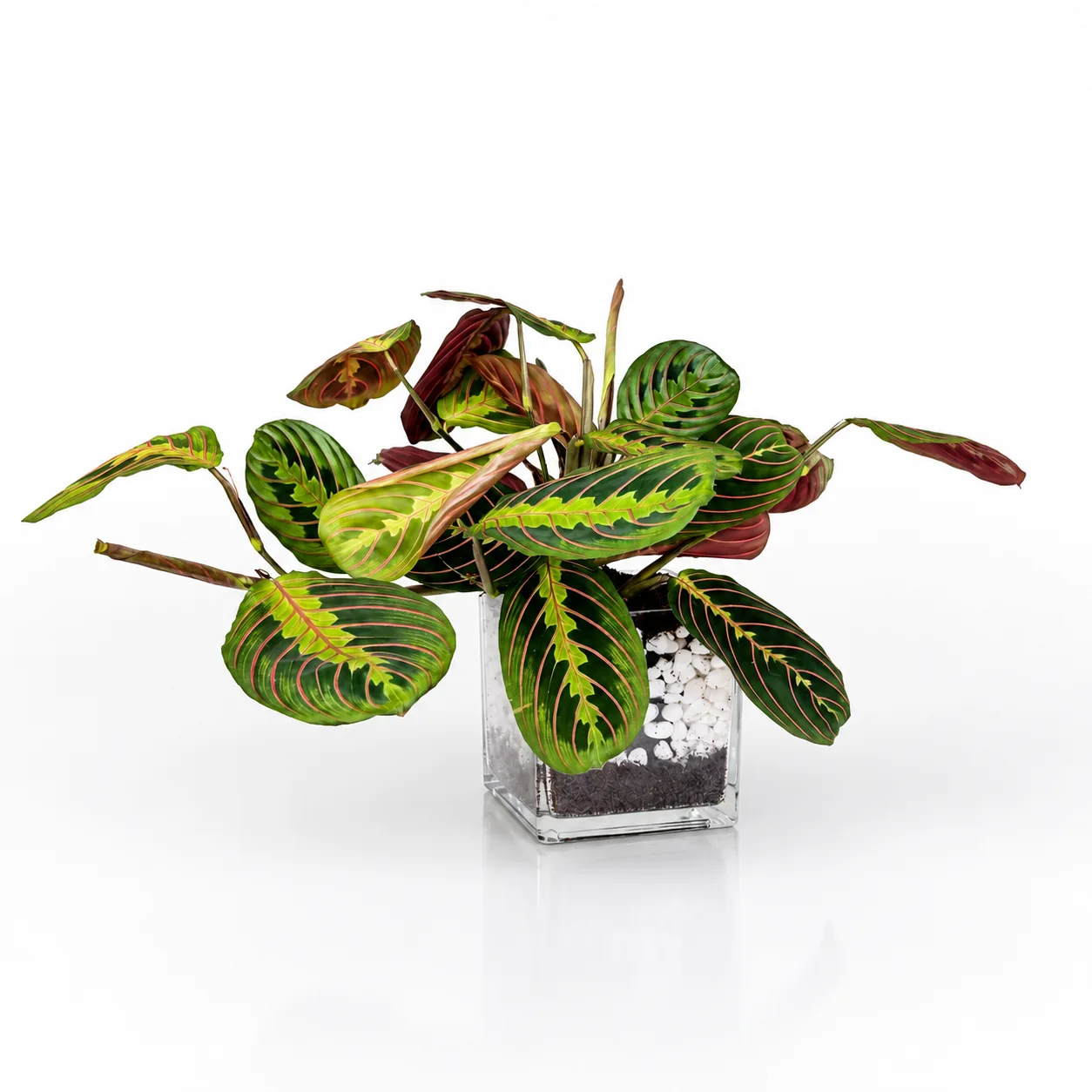 Calathea Prayer Plant with red and green foliage in a clear square glass vase