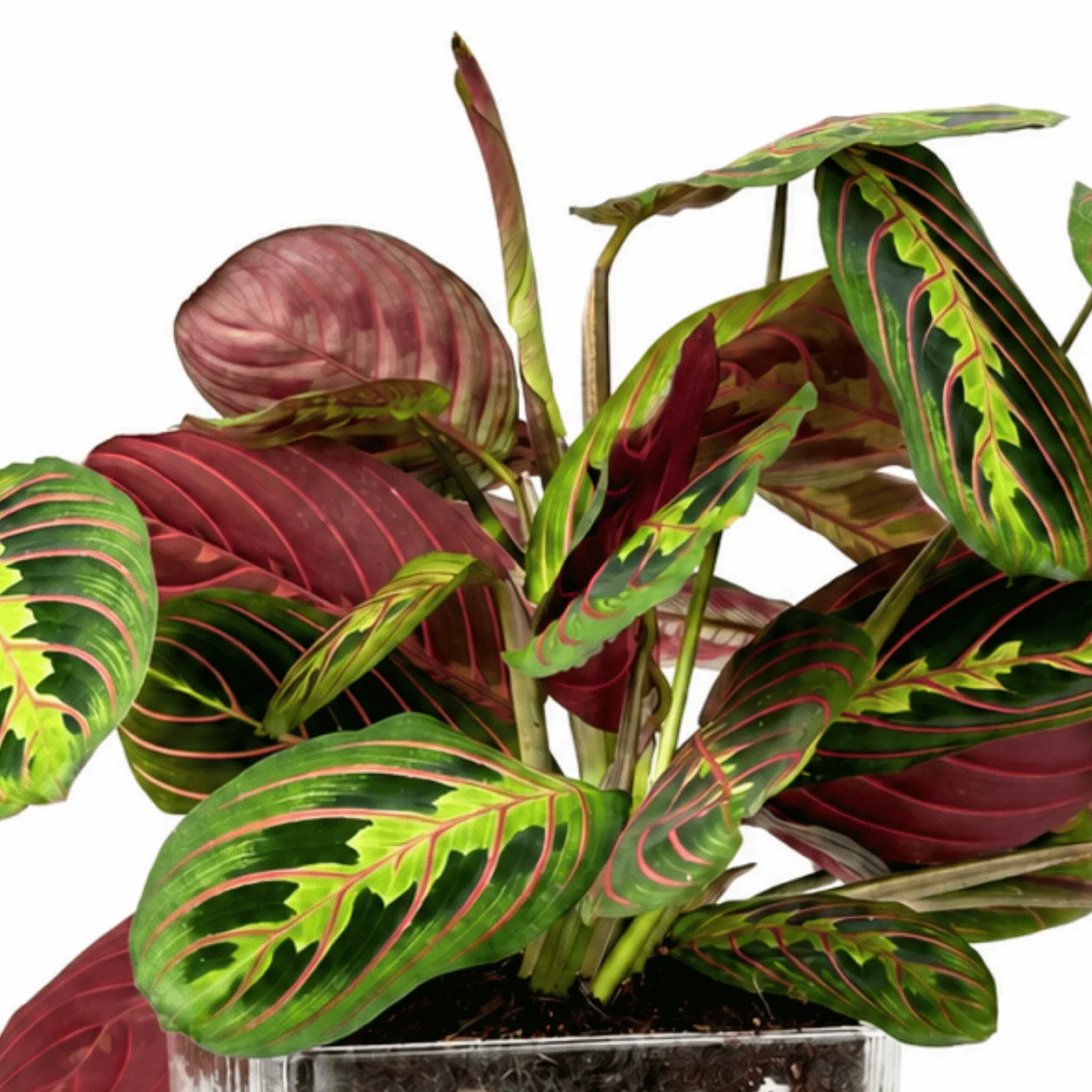 Red Prayer Plant arrangement in a modern glass vase for home and office décor