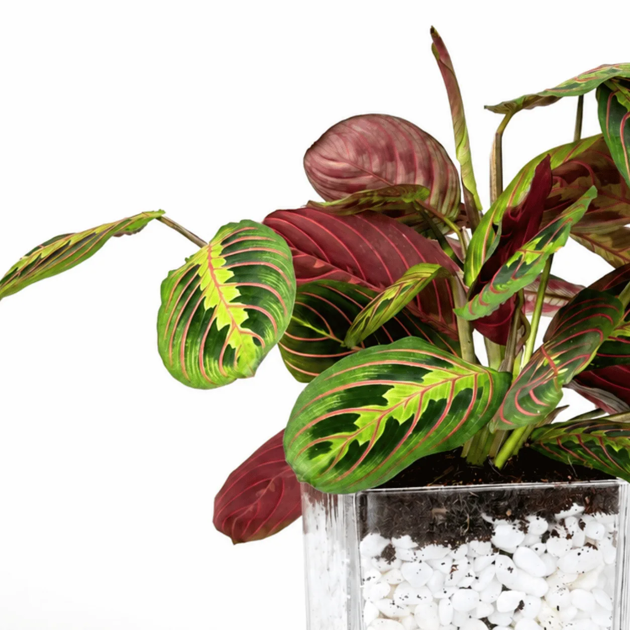 Premium Red Prayer Plant in square glass vase with fresh patterned leaves
