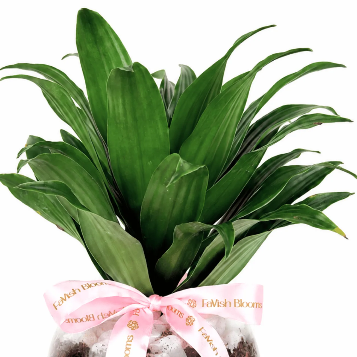 Premium Dracaena plant and Ferrero Rocher chocolate gift set for birthdays and romantic occasions