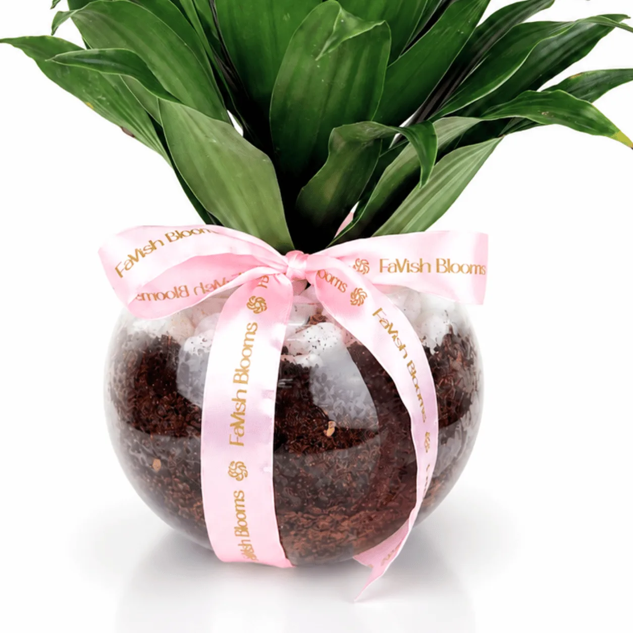 Dracaena Love Gift Set with green plant, chocolates and “I Love You This Much” decorative plaque