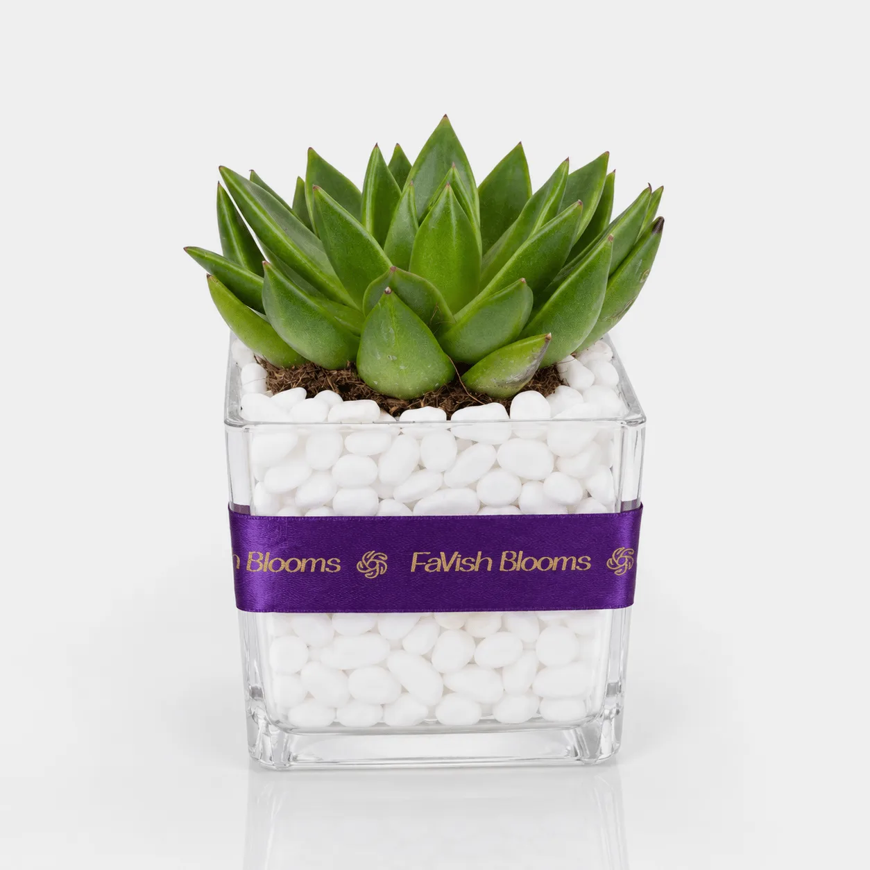 Green Succulent Plant in square glass vase with decorative pebbles