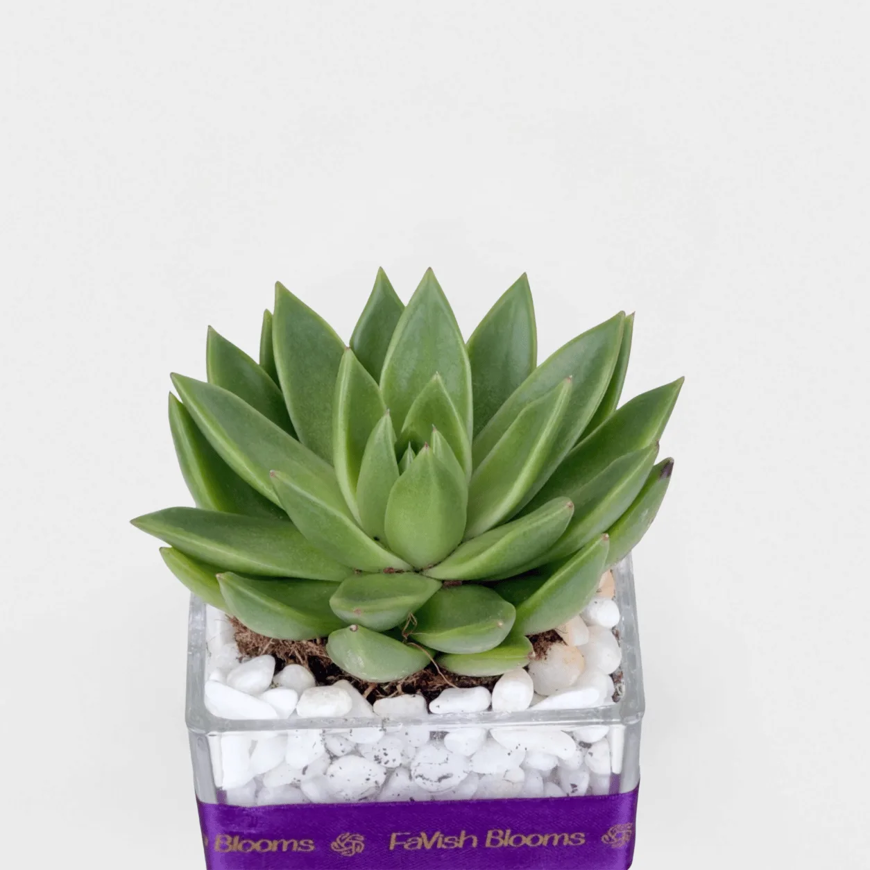 Fresh green succulent arranged in a clear square glass vase for home décor