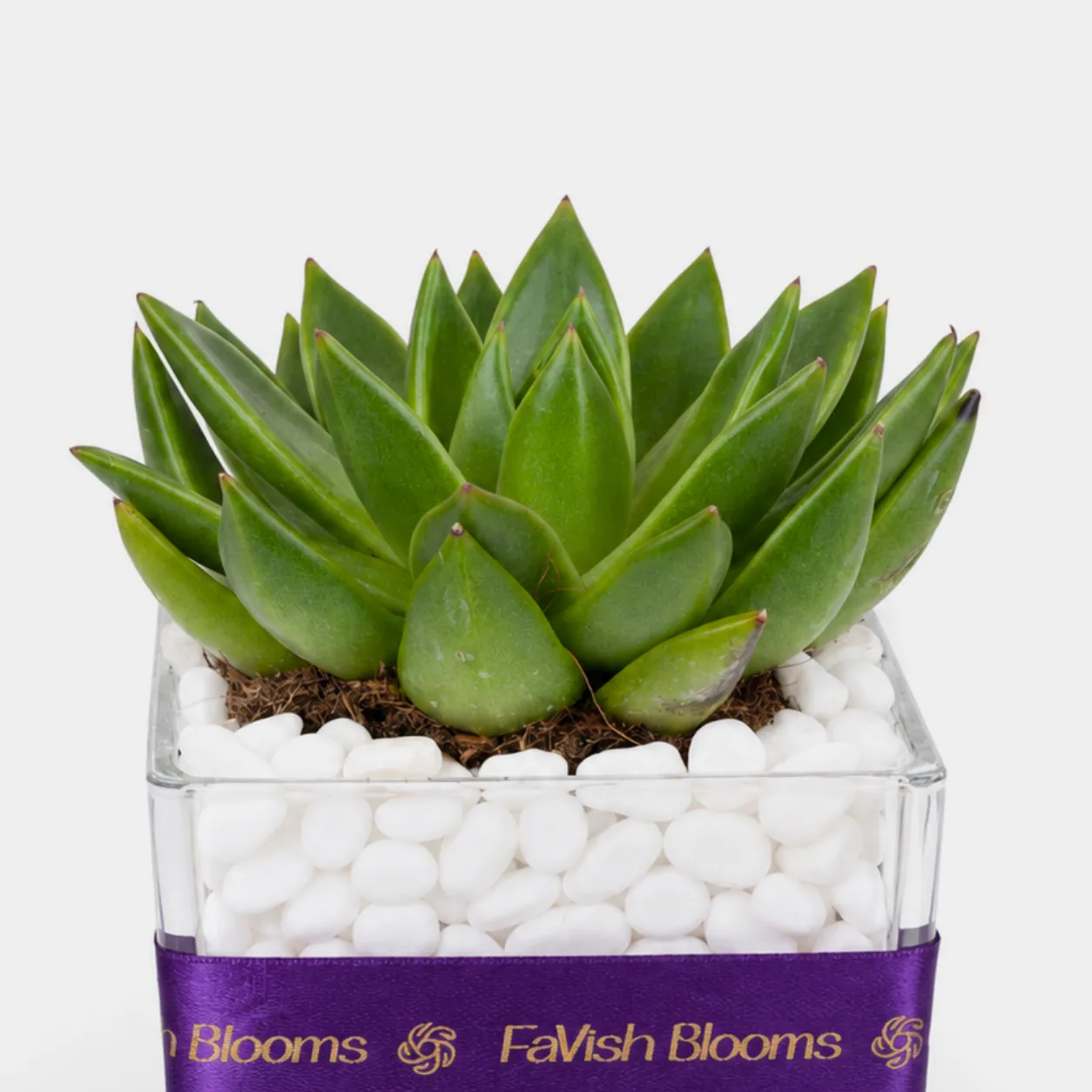 Premium indoor succulent plant in modern square glass vase with pebbles