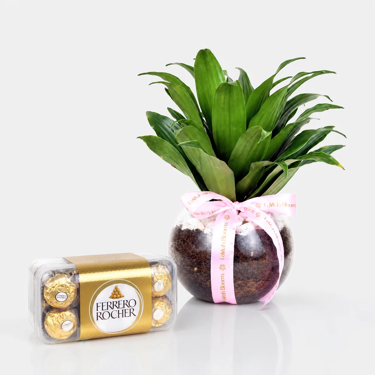 Dracaena Compacta Plant with Ferrero Rocher chocolates in a premium gift set