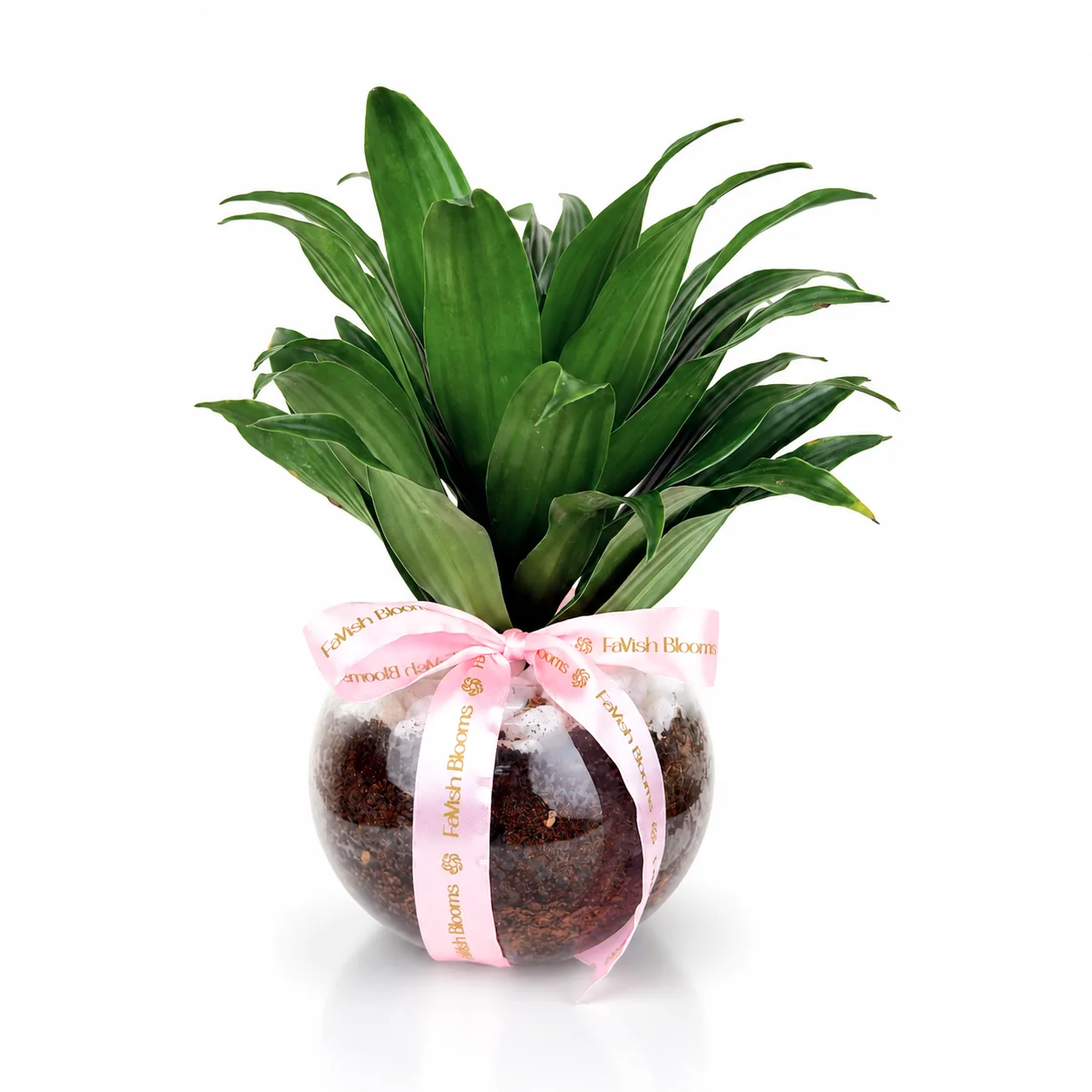 Dracaena Compacta indoor plant in glass vase with Ferrero Rocher chocolates