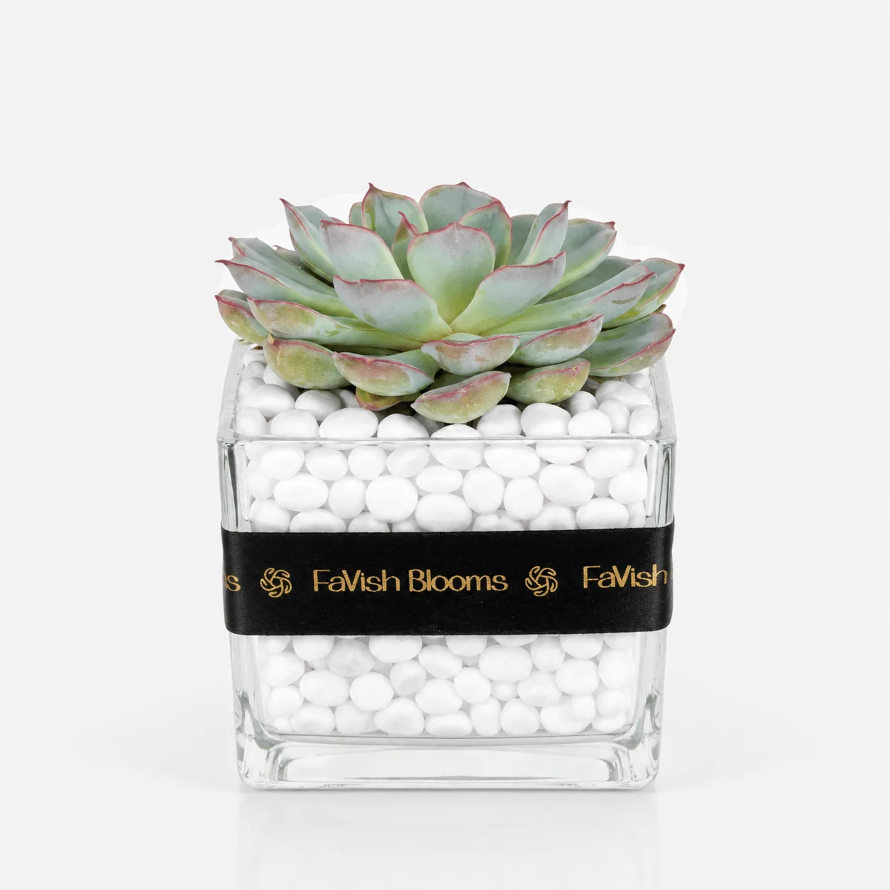 Echeveria Succulent Plant in a clear glass vase with decorative pebbles