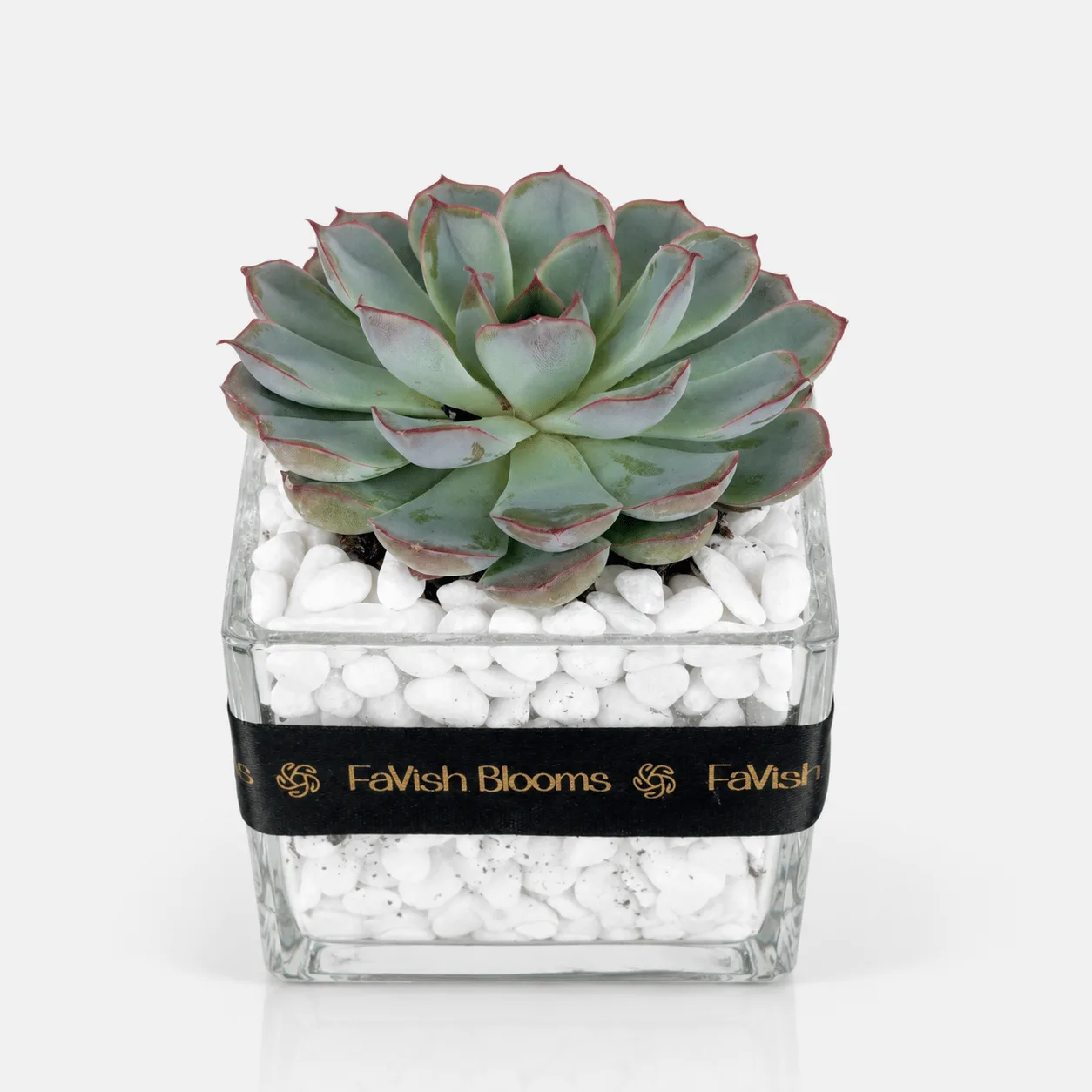 Fresh Echeveria succulent with blue-green rosette leaves in a square glass vase