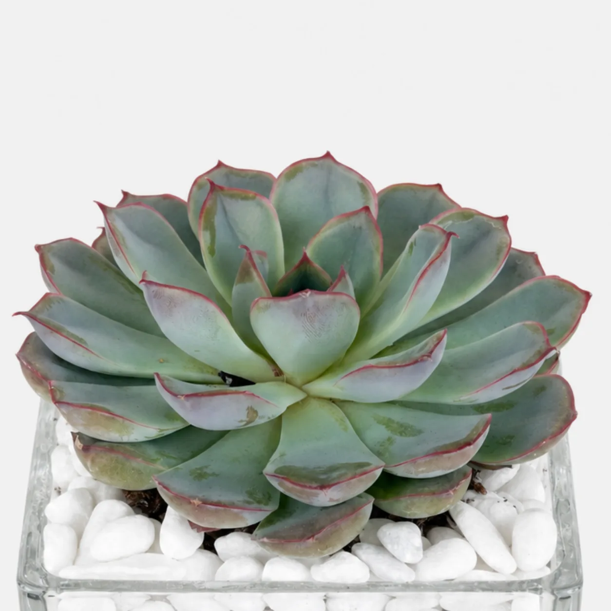 Premium Echeveria indoor succulent plant in an elegant glass vase for home décor