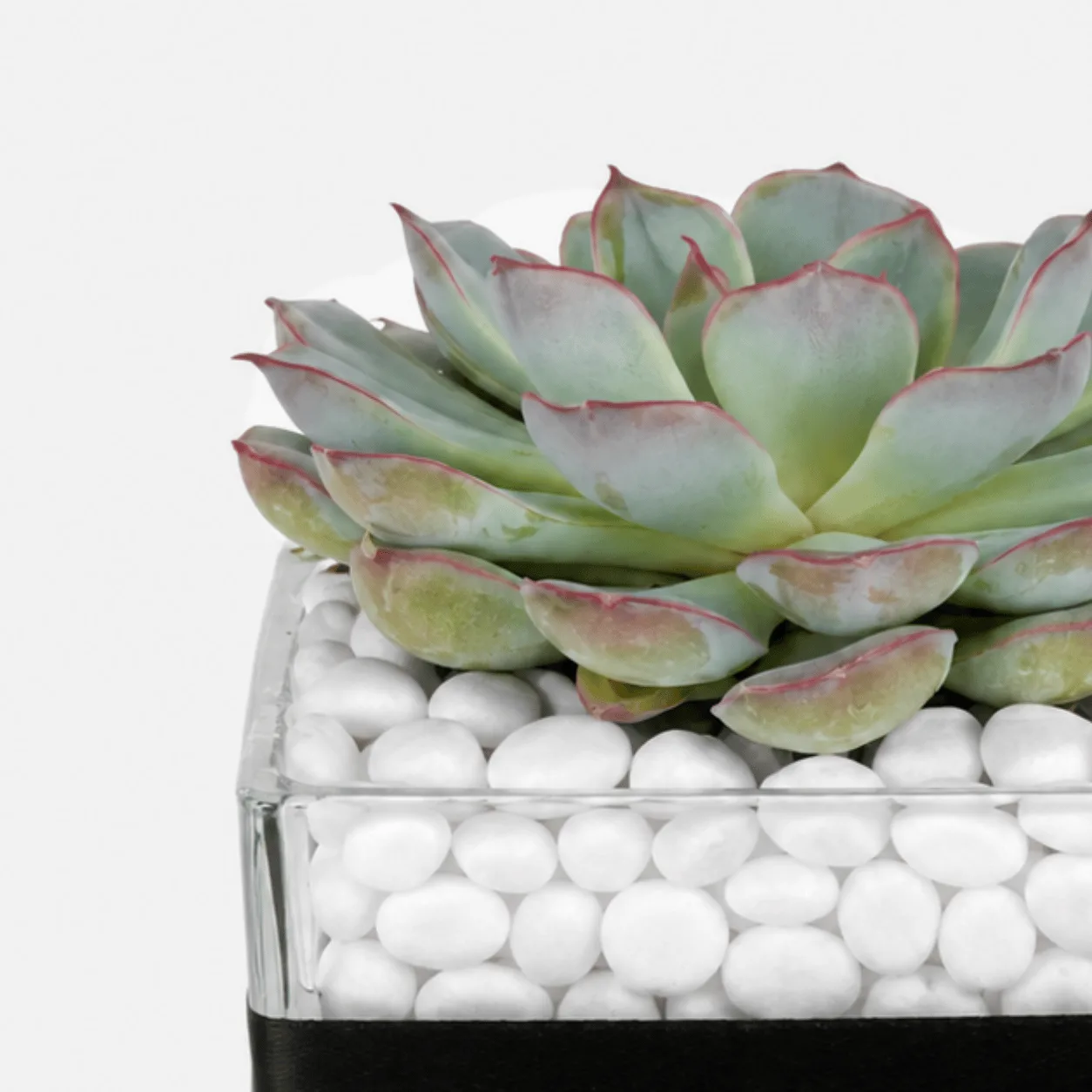 Echeveria Succulent Plant in glass vase with white pebbles for office and gifting