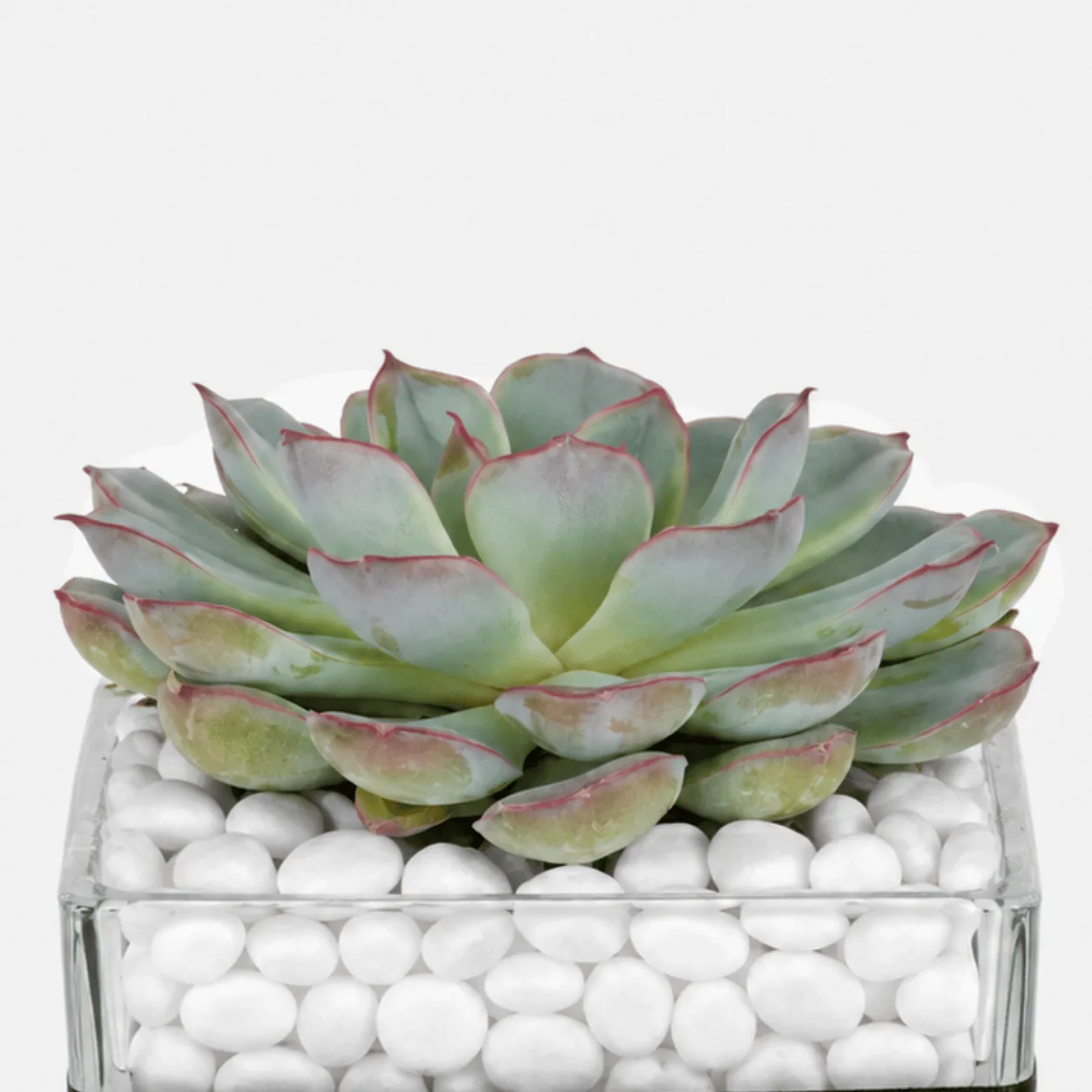 Blue-green Echeveria Succulent Plant beautifully presented in a clear glass vase with decorative white pebbles