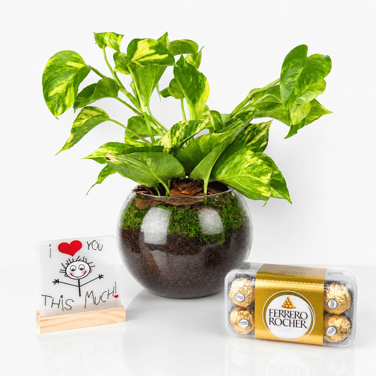 Money Plant & Ferrero Love Surprise gift arrangement in Dubai