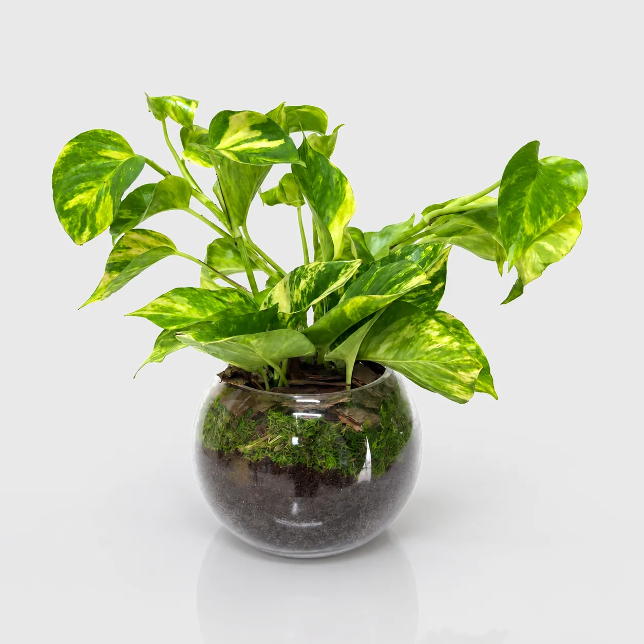 Money Plant and Ferrero Rocher chocolate gift set UAE