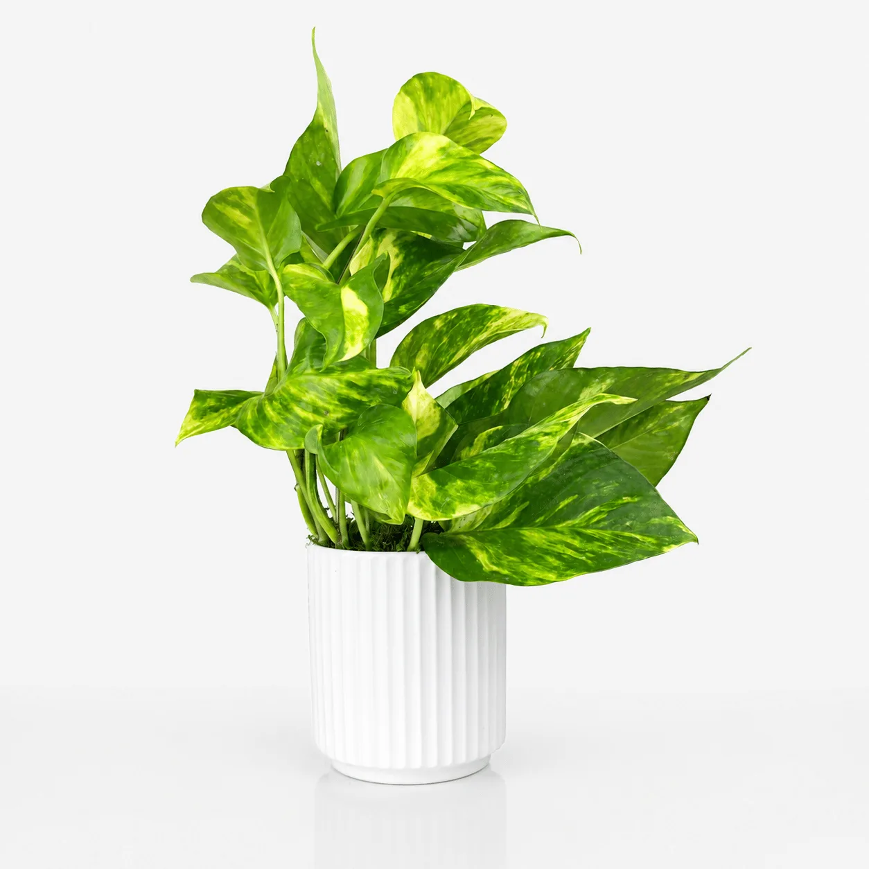 Money Plant in Elegant White Pot for Indoor Home Decor
