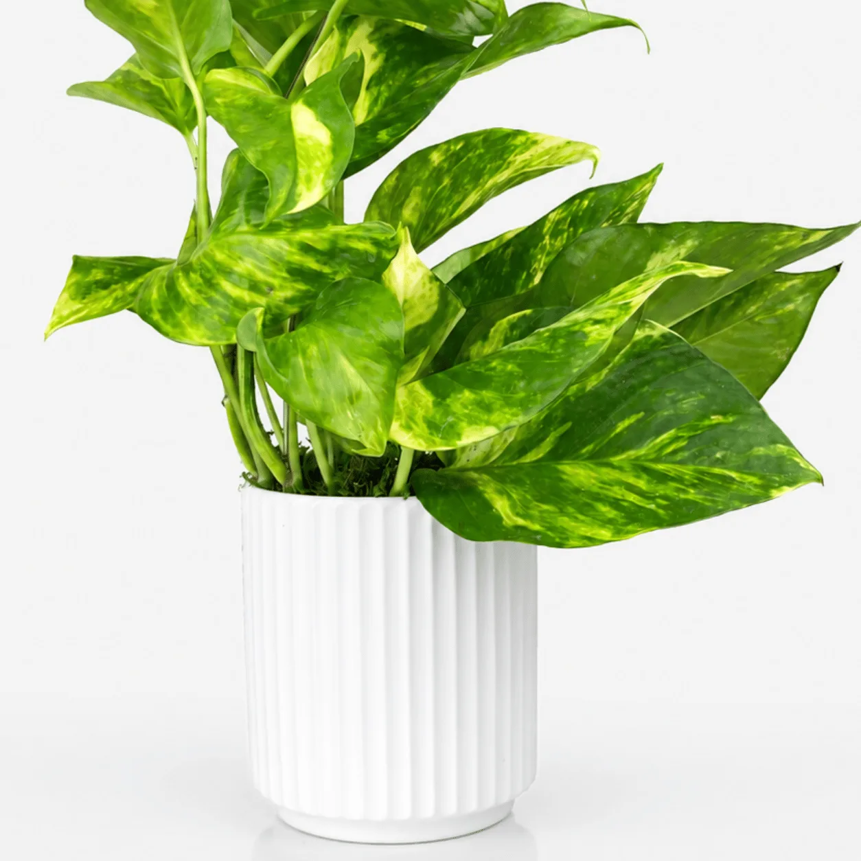 Fresh Green Money Plant in Stylish White Ceramic Pot