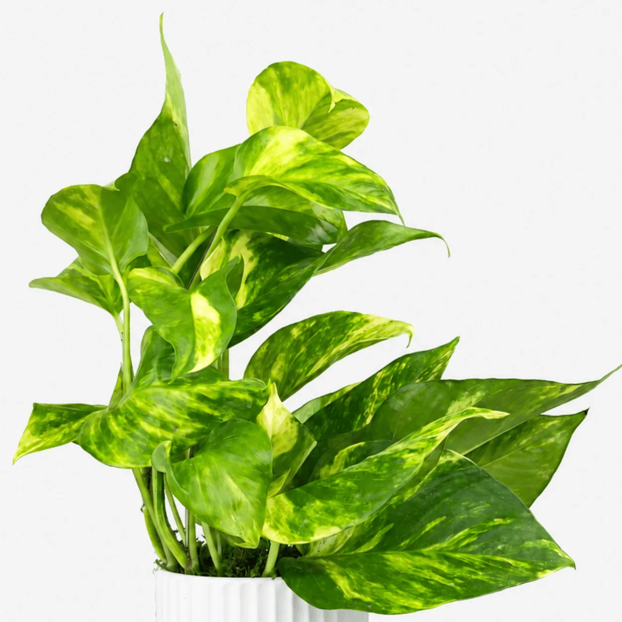 Indoor Money Plant in Elegant White Pot for Office Desk