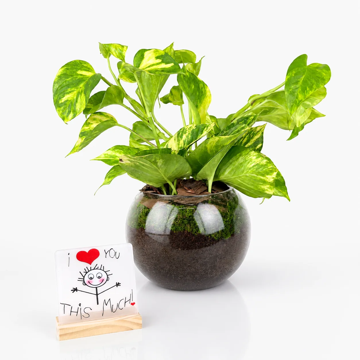 Money Plant with Love Message Plaque in decorative glass vase