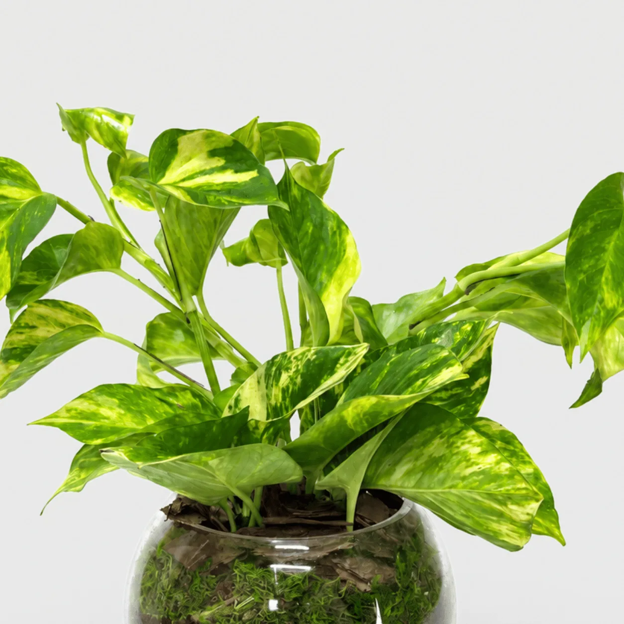 Green Money Plant with romantic love message plaque