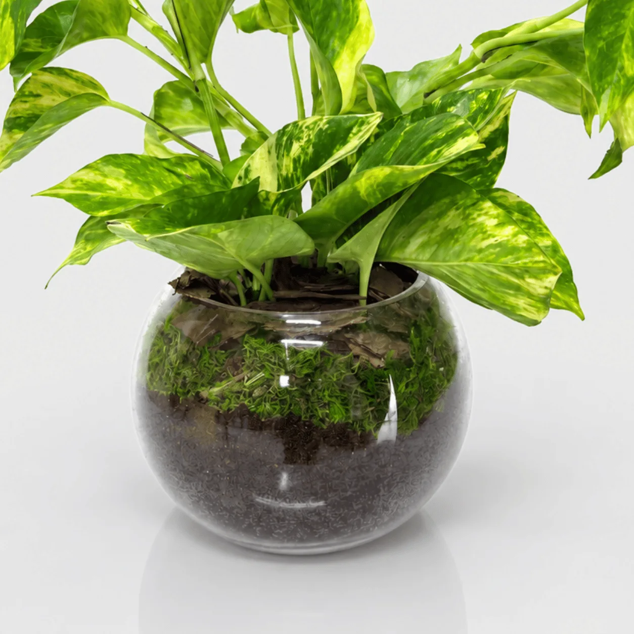 Indoor Money Plant with Love Message Plaque for gifting