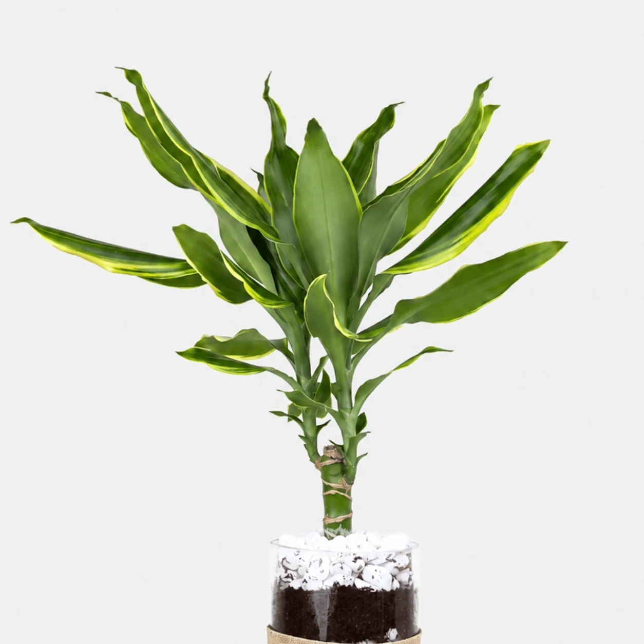 Dracaena Golden Coast Houseplant in Decorative Glass Vase
