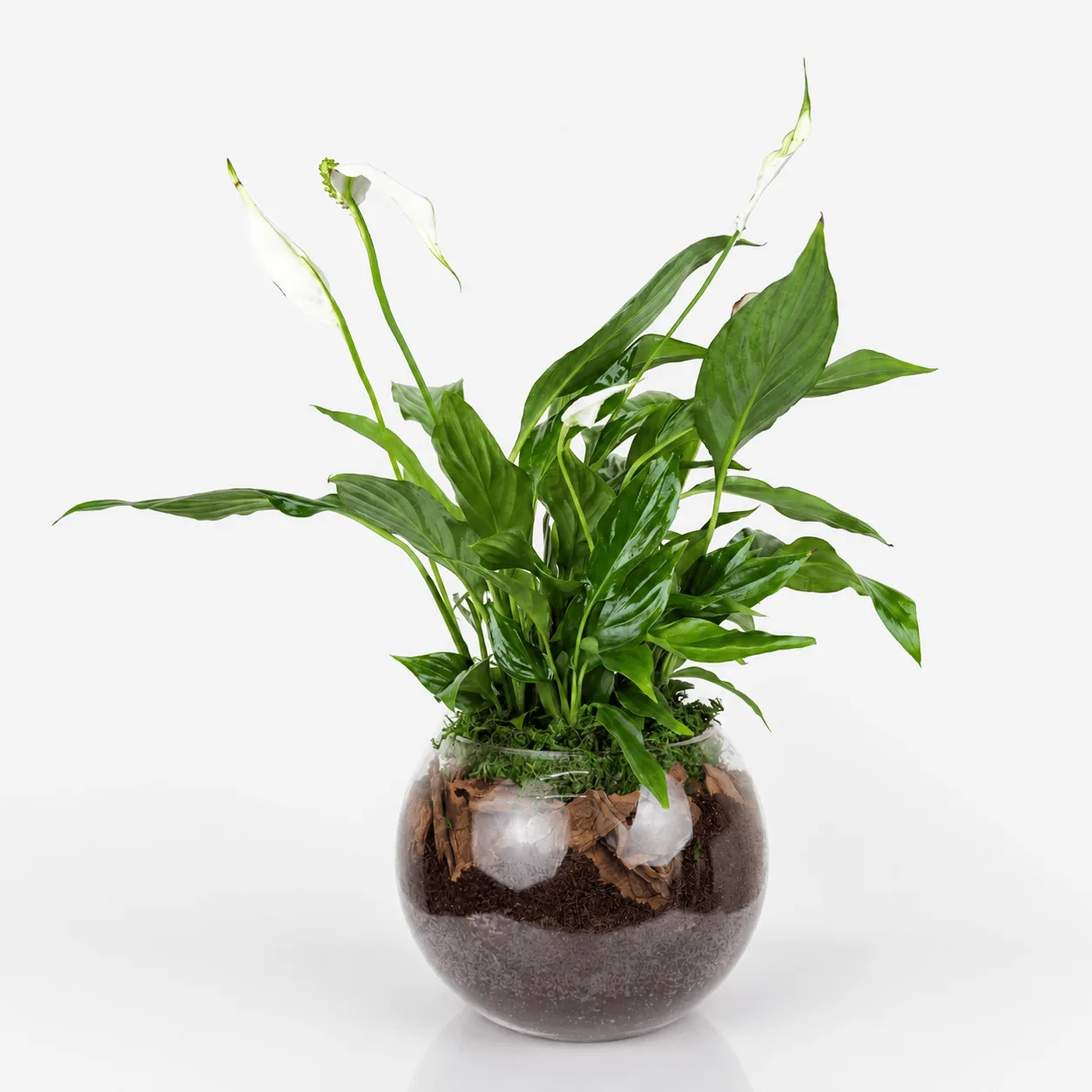 Peace Lily Plant in a Fish Bowl with lush green leaves and white blooms