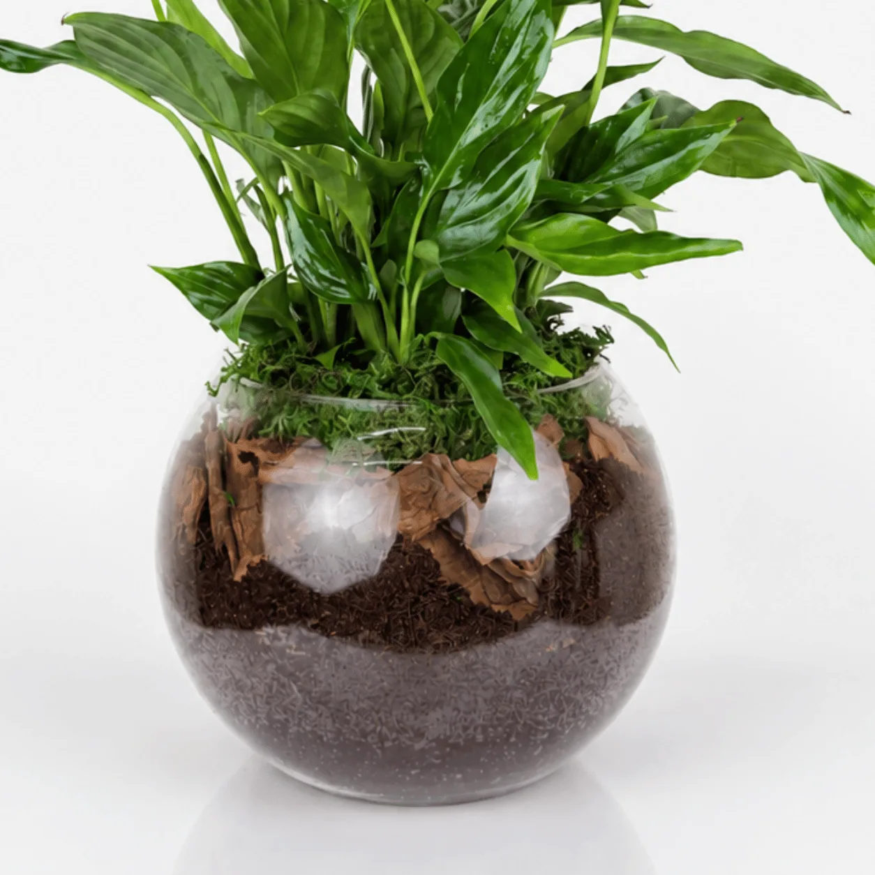 Indoor Peace Lily Plant in a clear glass fish bowl vase