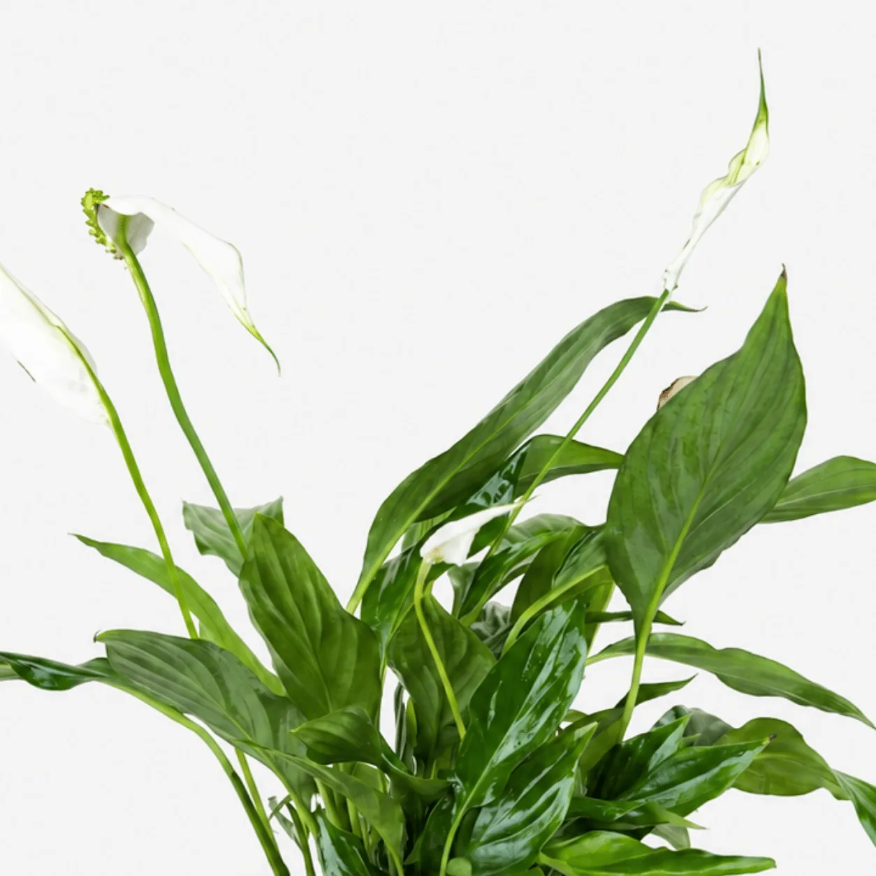 Peace Lily Plant in a Fish Bowl for home and office décor