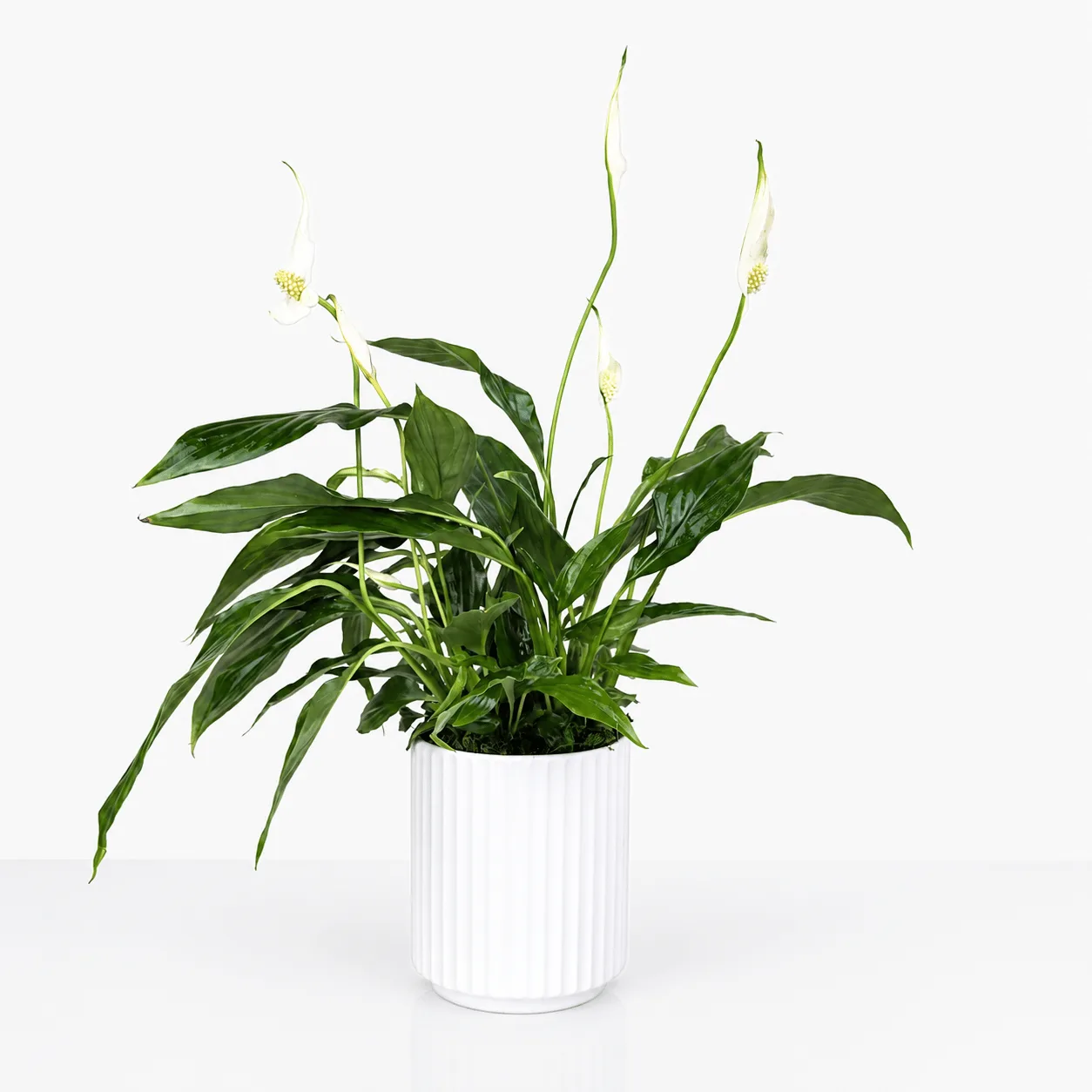 Peace Lily Plant in a White Ceramic Pot with lush green leaves and elegant white blooms