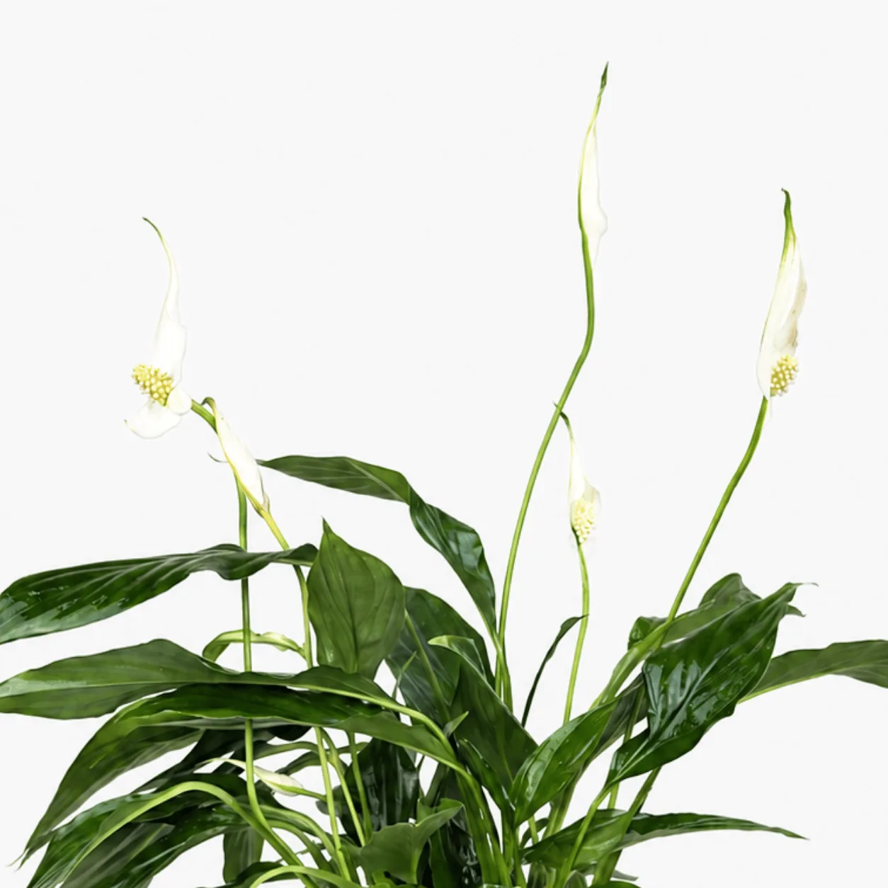 Fresh Peace Lily Plant in a White Ceramic Pot for home and office décor