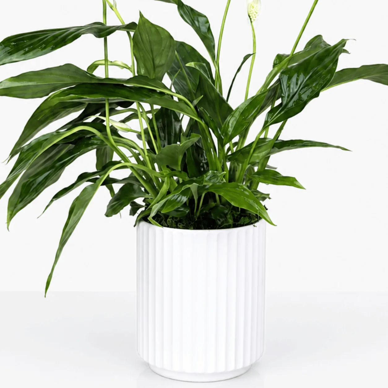 Indoor Peace Lily Plant in a White Ceramic Pot with glossy green foliage
