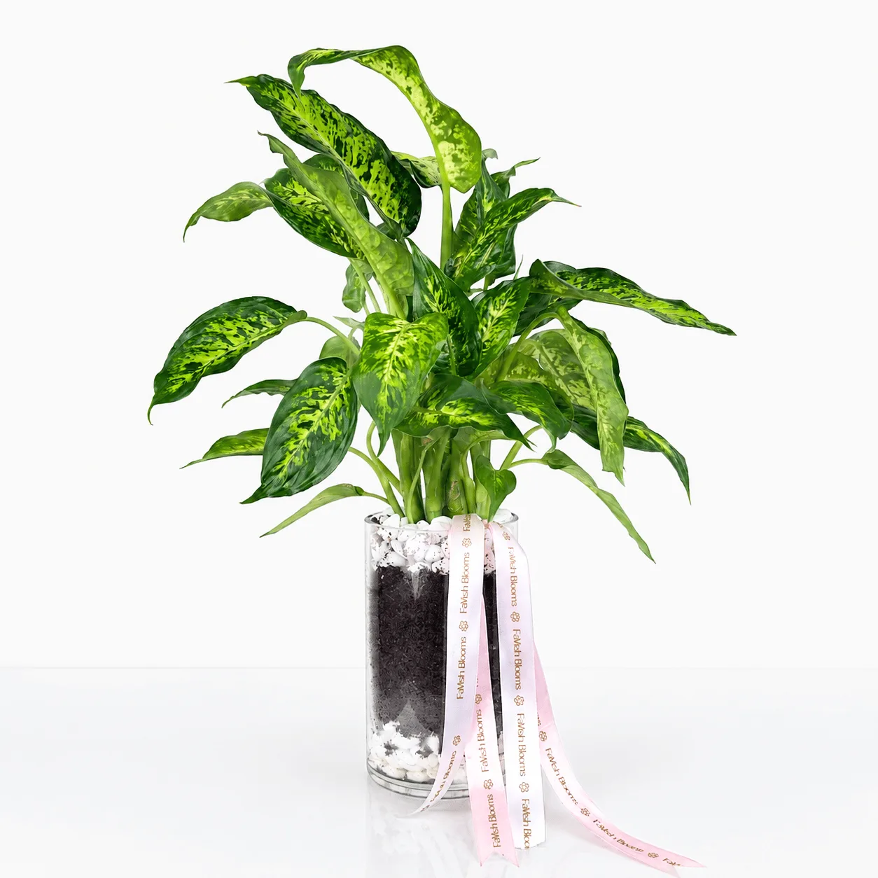 Dieffenbachia Plant in a Glass Vase with lush green variegated leaves