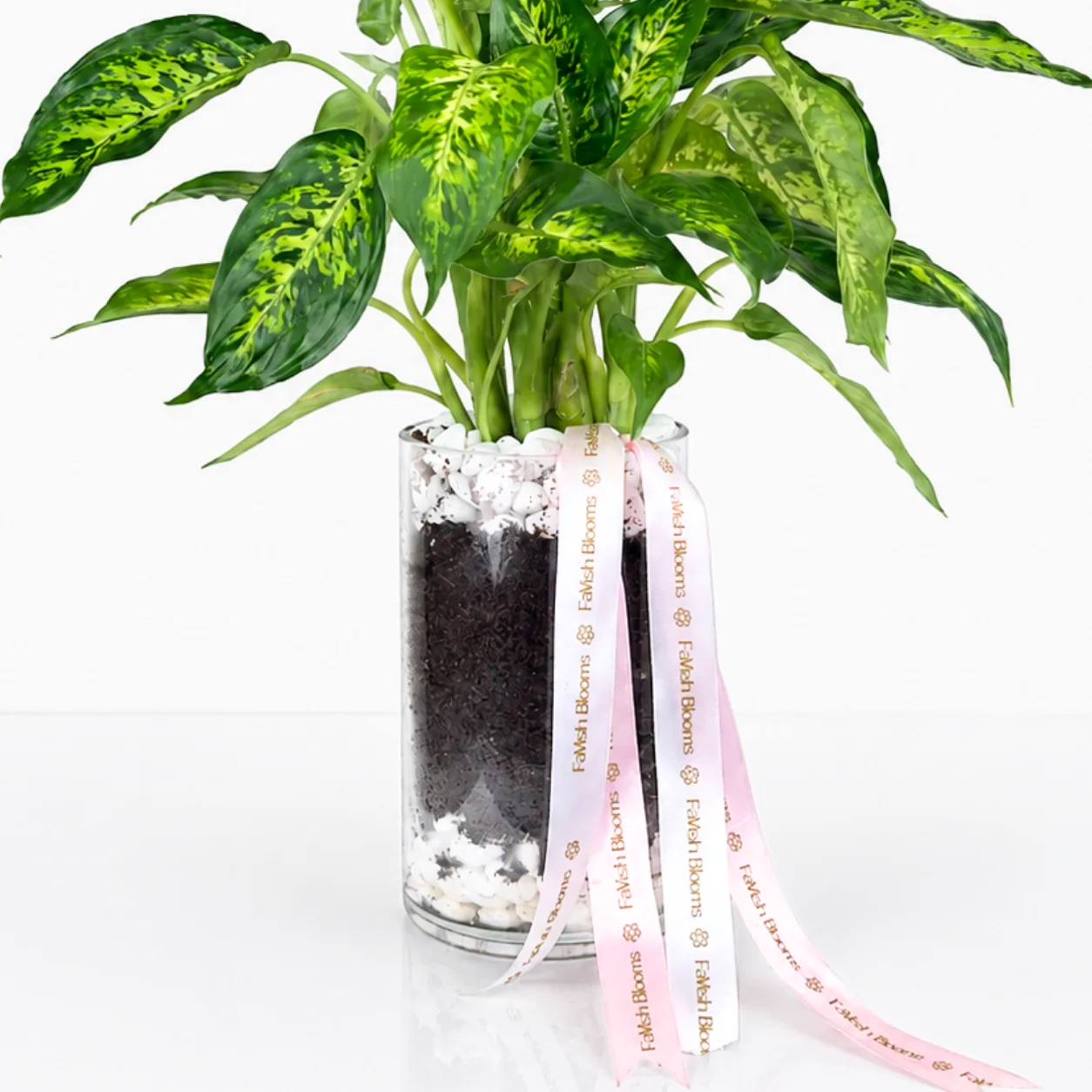 Fresh Dieffenbachia Plant arranged in a premium clear glass vase