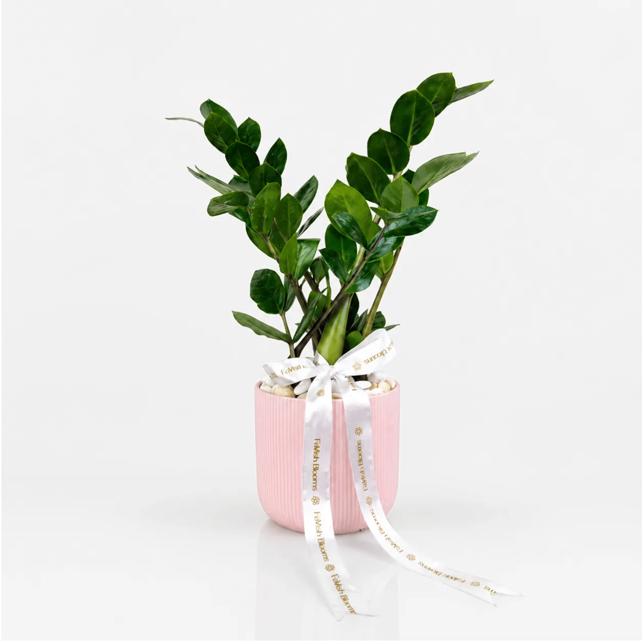Zamioculcas Plant in Pink Ceramic Pot for Indoor Decor