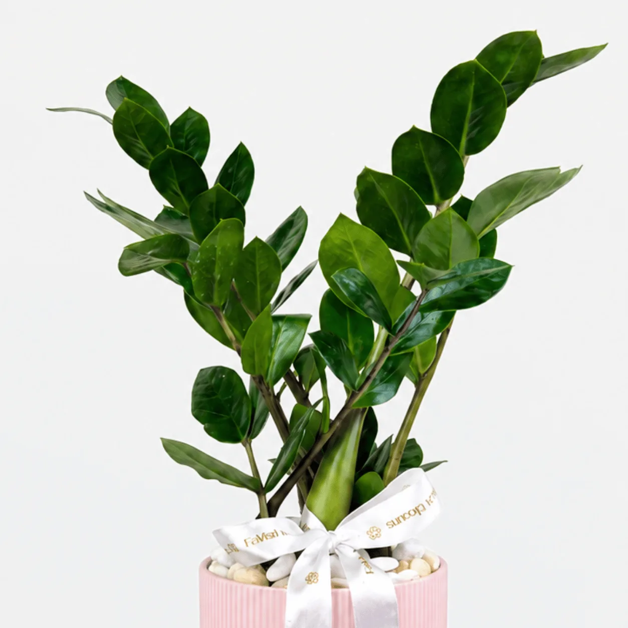 Fresh Zamioculcas Plant in Elegant Pink Ceramic Pot