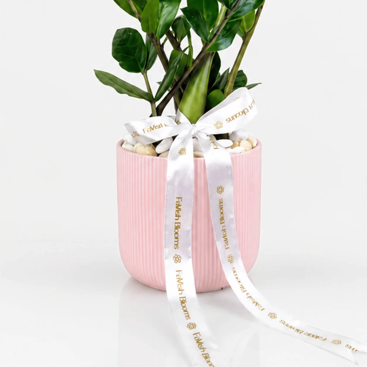 Indoor ZZ Zamioculcas Plant in Pink Ceramic Planter