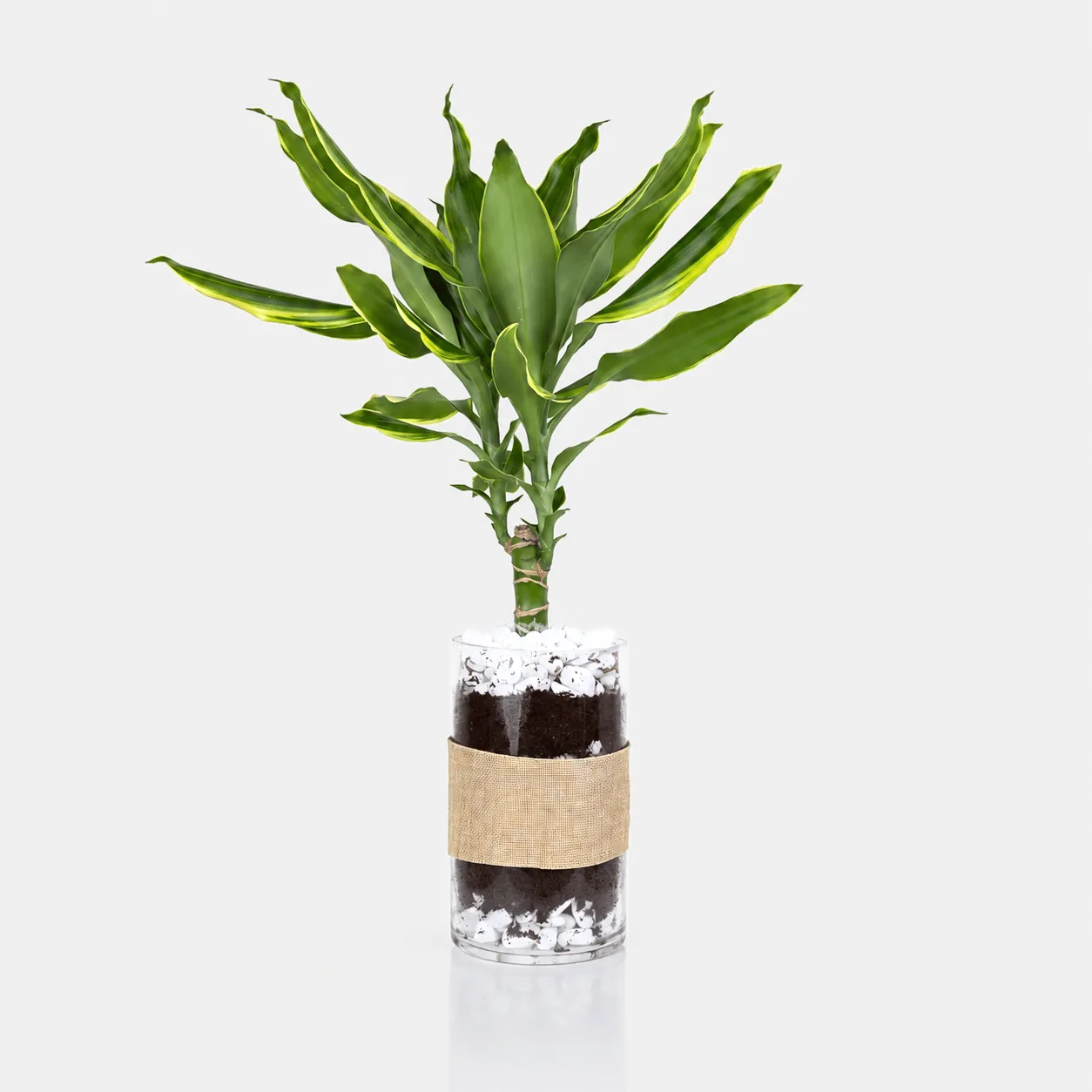 Dracaena Love Message & Chocolate Gift with green plant, chocolates and decorative love stand