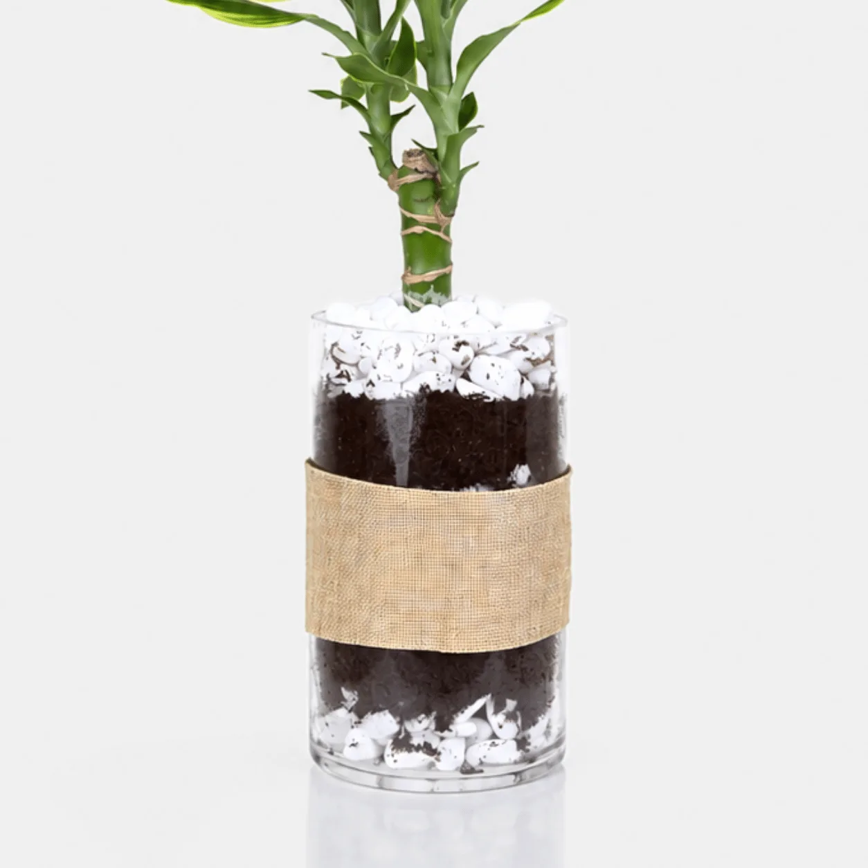 Dracaena Love Message & Chocolate Gift with lush green foliage, premium chocolates and a romantic decorative plaque