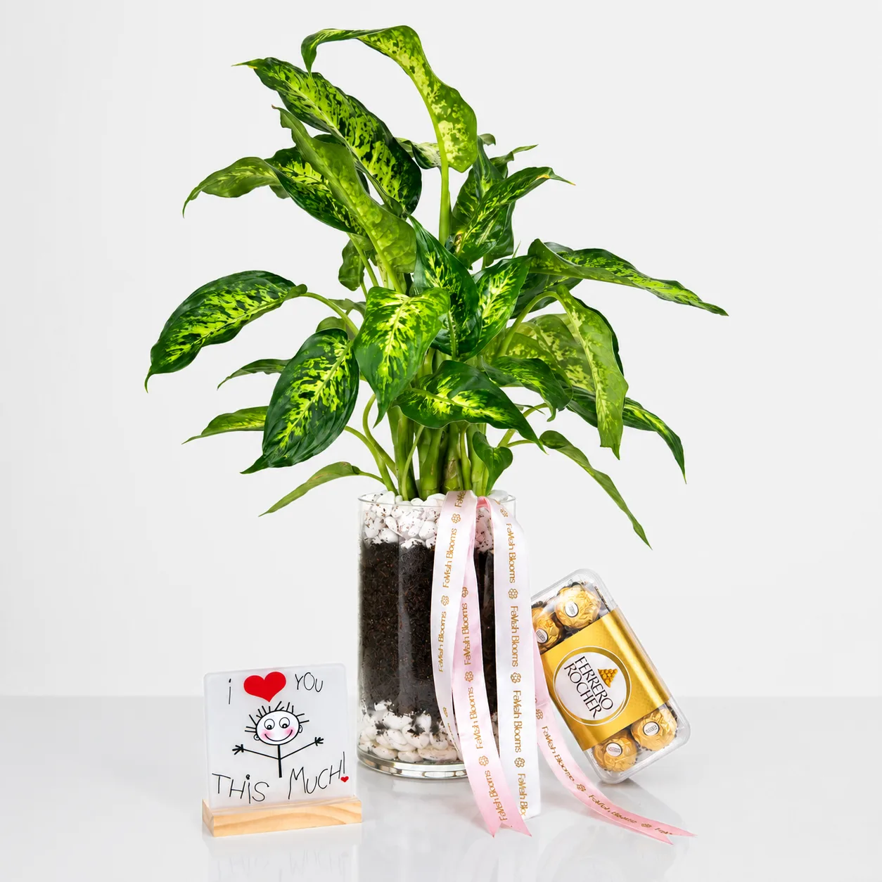 Dieffenbachia Plant with Ferrero Rocher chocolates and a romantic love message plaque
