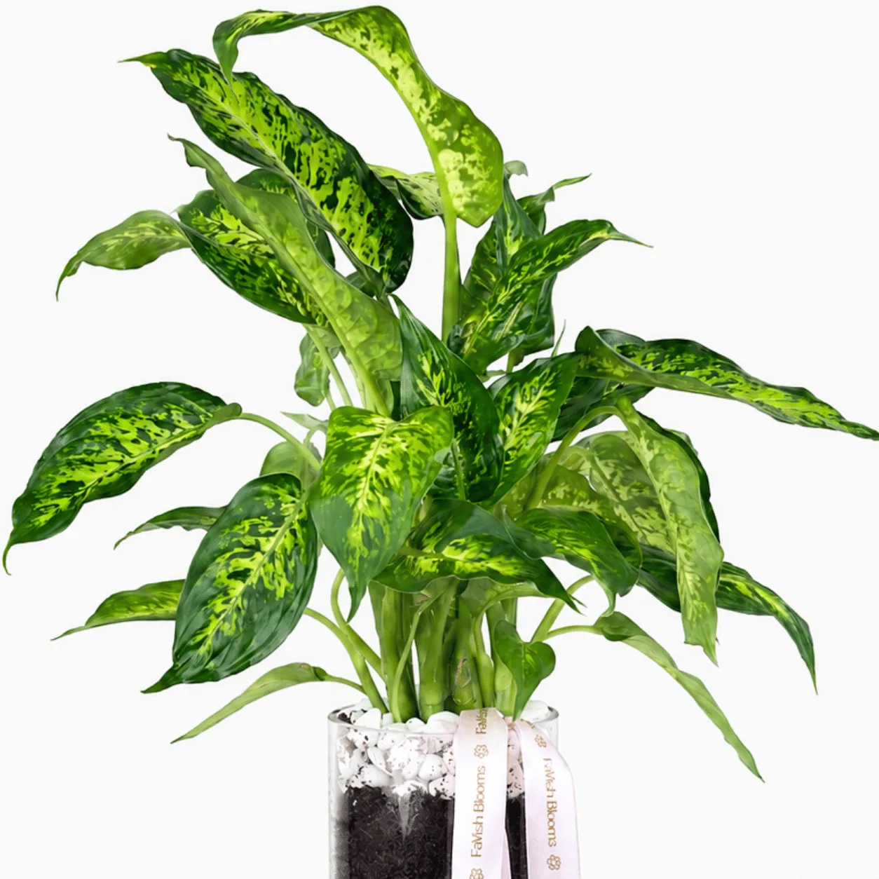 Premium Dieffenbachia indoor plant paired with Ferrero Rocher chocolates for romantic gifting