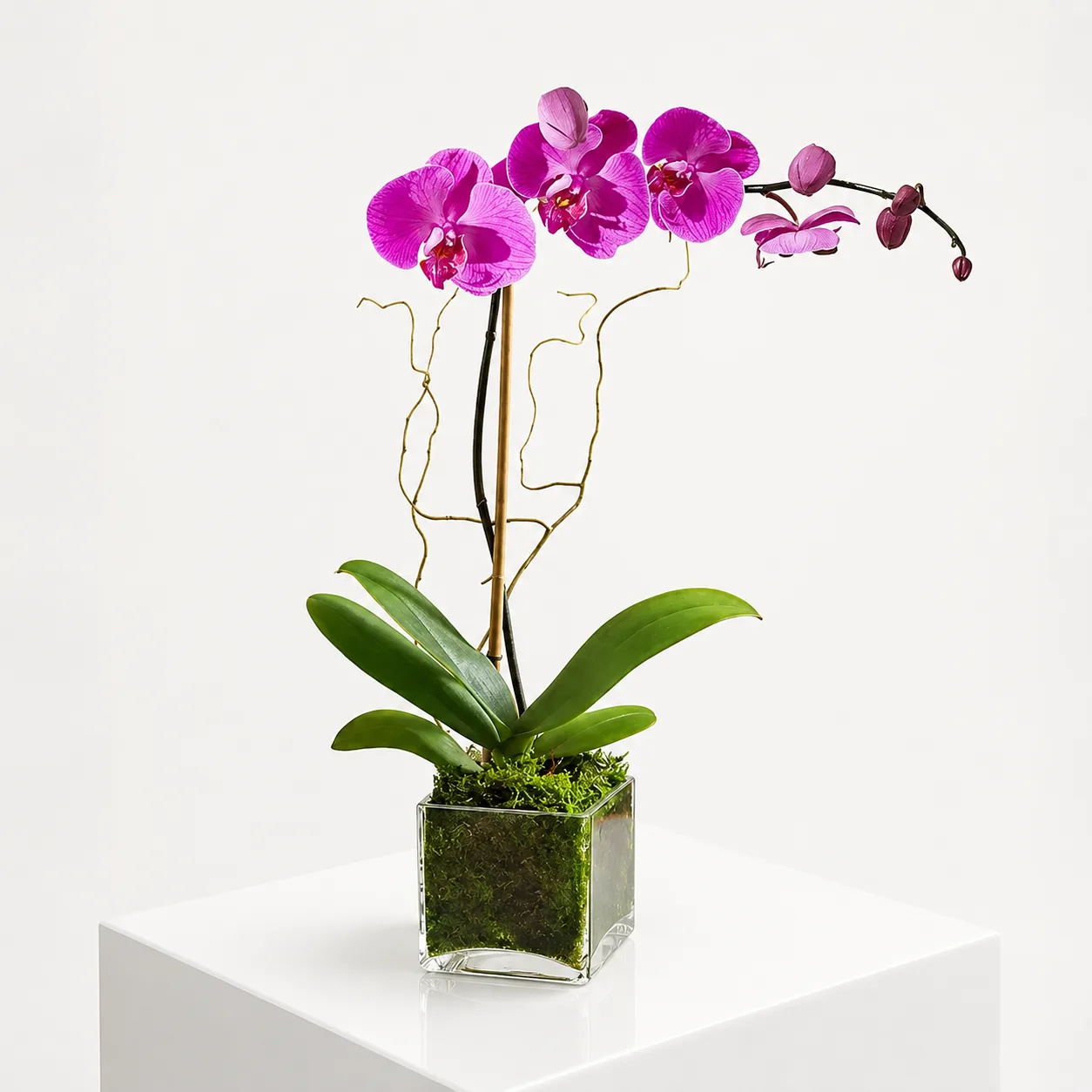 Premium purple orchid plant featuring vibrant Phalaenopsis blooms in a modern glass vase