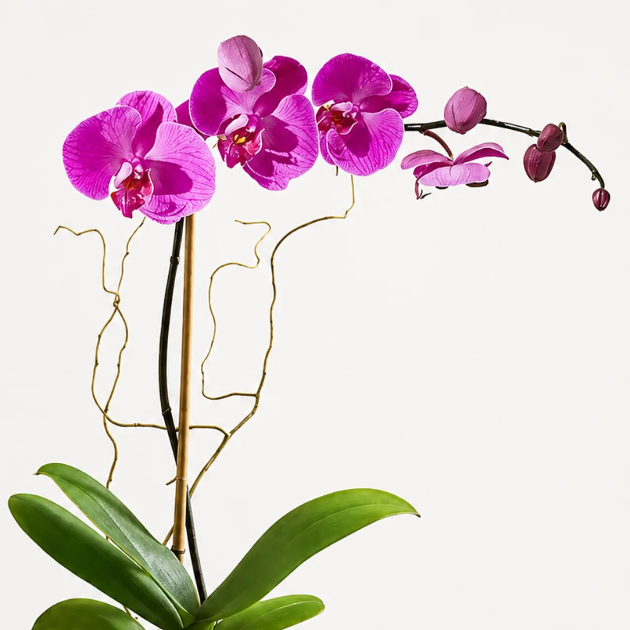 Purple Phalaenopsis indoor plant arranged in a transparent vase for home and office décor