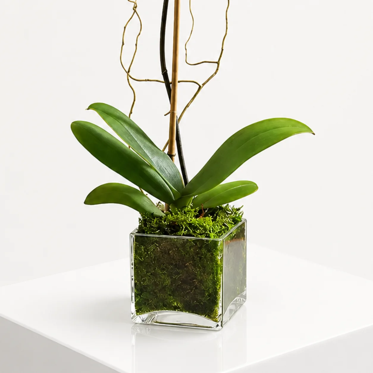 Elegant purple orchid plant in glass vase for birthdays, housewarming and special occasion gifting