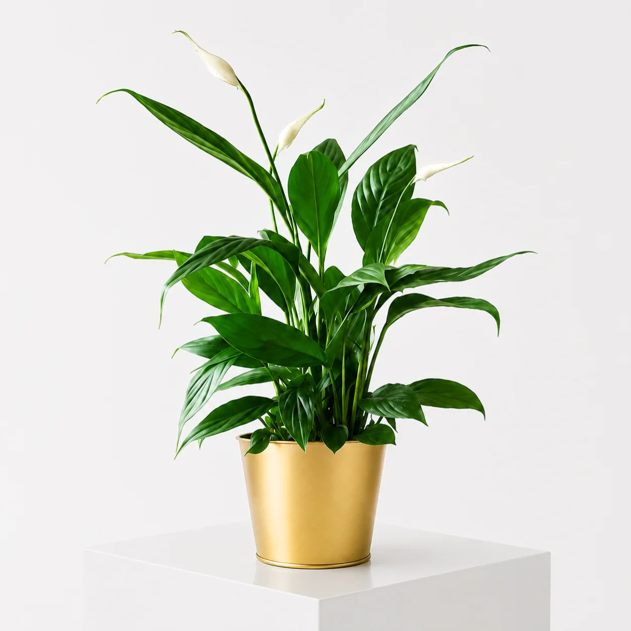 Peace Lily Plant in a stylish gold pot with lush green leaves and elegant white blooms