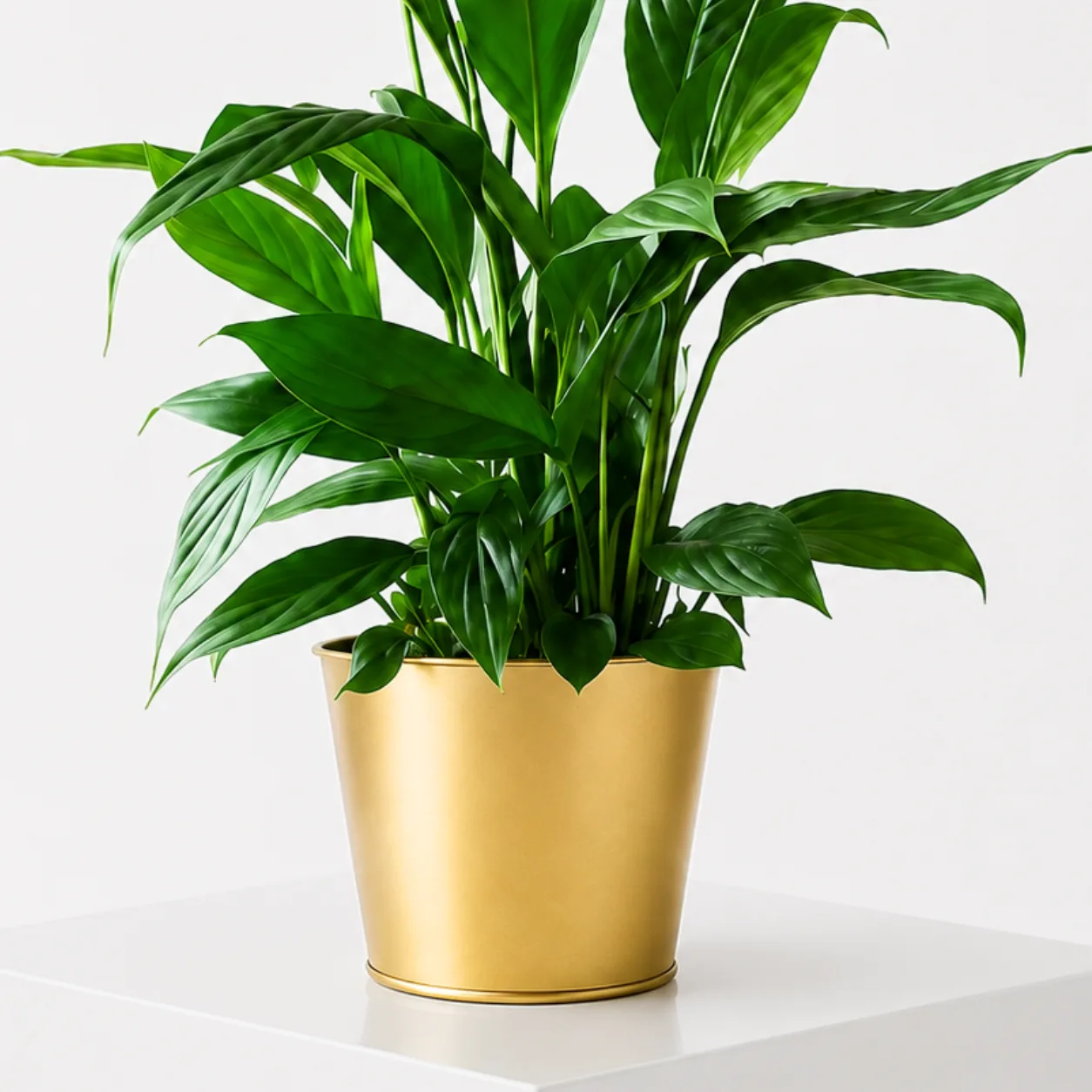 Premium Peace Lily indoor plant presented in a decorative gold planter for home décor